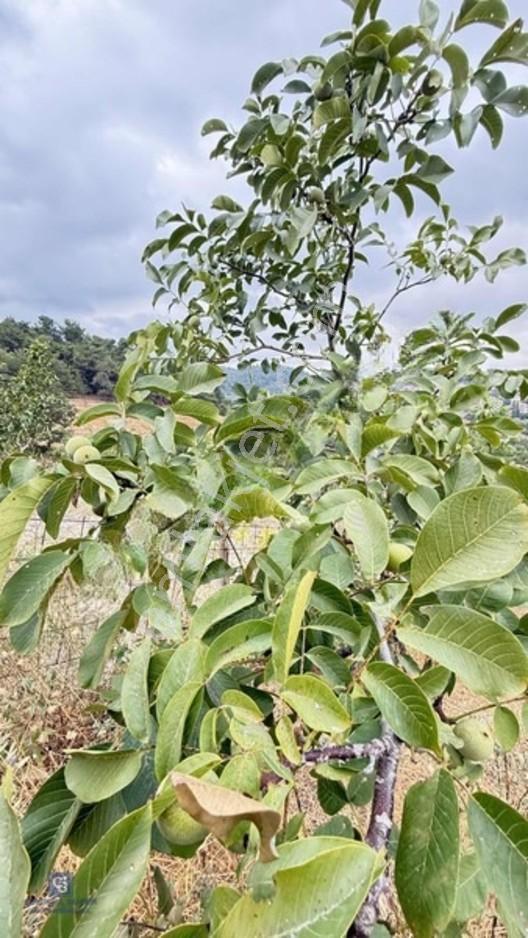 Balıkesir,ivrindi,büyükyenice 5 Dönüm Tarla