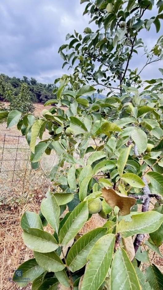 Balıkesir,ivrindi,büyükyenice 5 Dönüm Tarla — fotoğraf 2