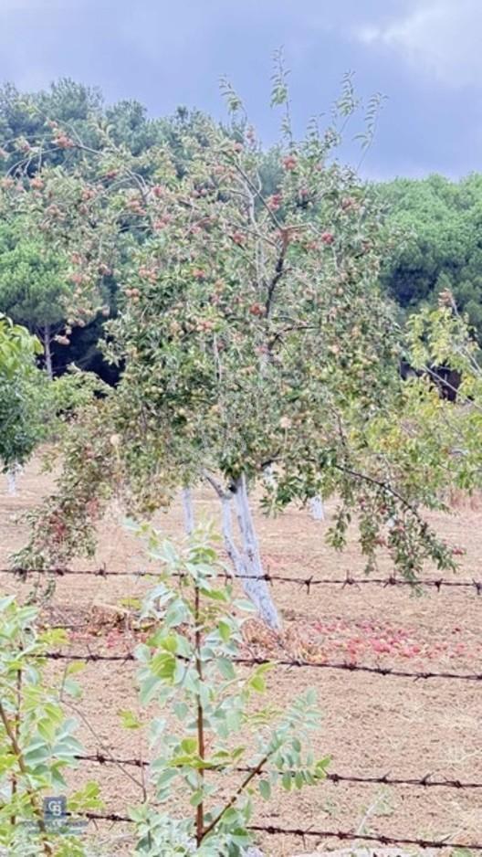 Balıkesir,ivrindi,büyükyenice 5 Dönüm Tarla — fotoğraf 18