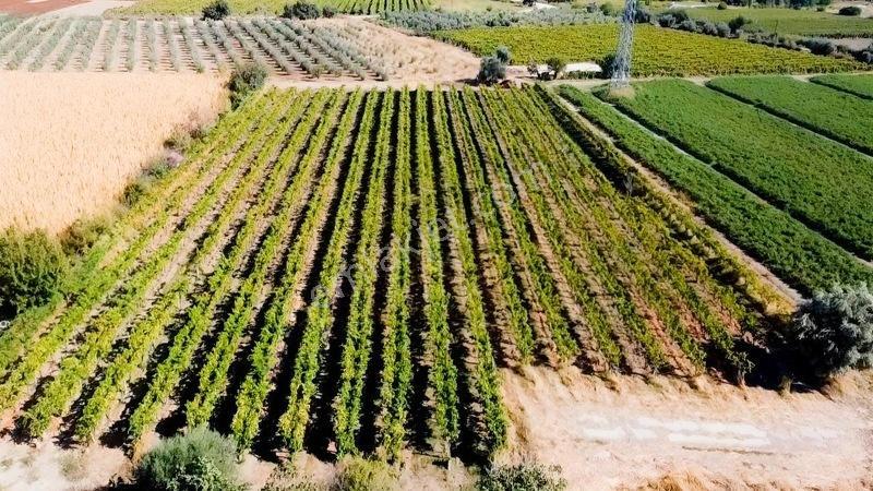Taytan'da 6567 M2 Satılık Bağ — fotoğraf 14