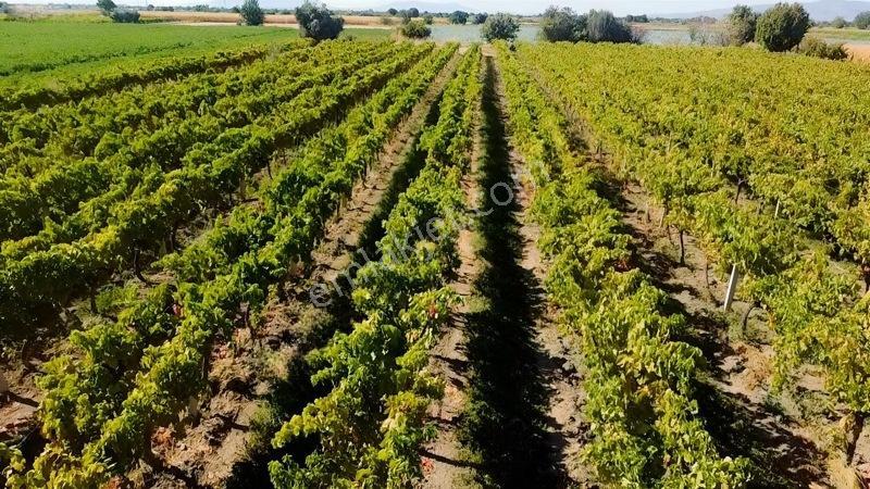 Taytan'da 6567 M2 Satılık Bağ — fotoğraf 15