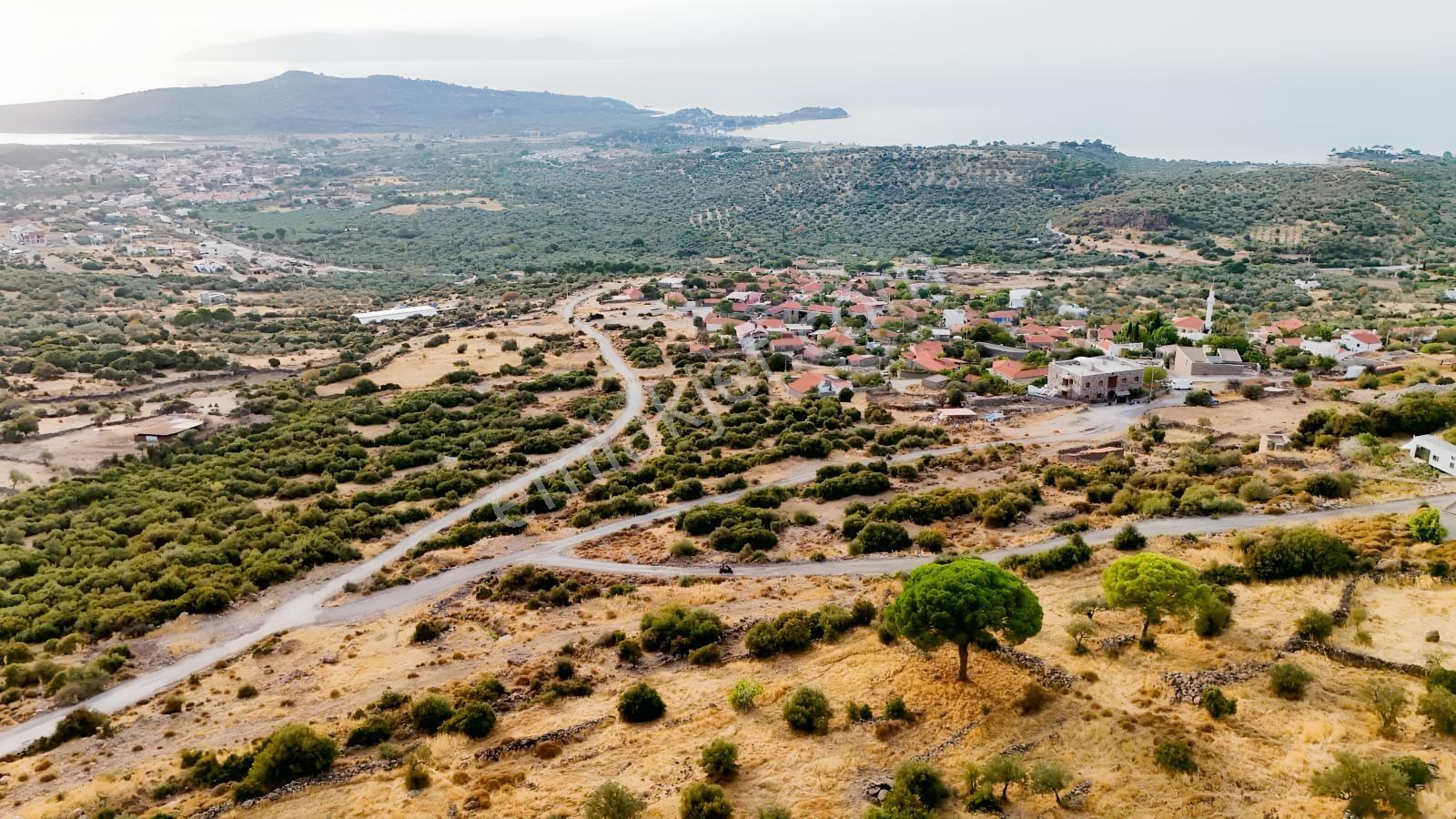 Yahşibeyde Bademliye Çok Yakın Fırsat Zeytinli Tarla