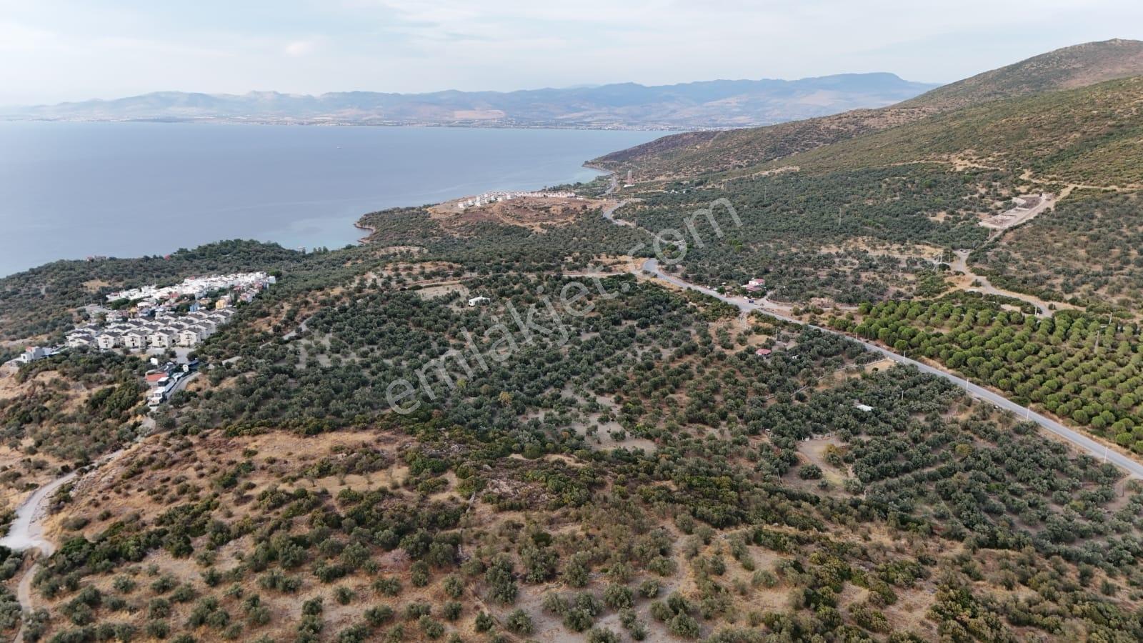 Yahşibeyde Bademliye Çok Yakın Fırsat Zeytinli Tarla — fotoğraf 2