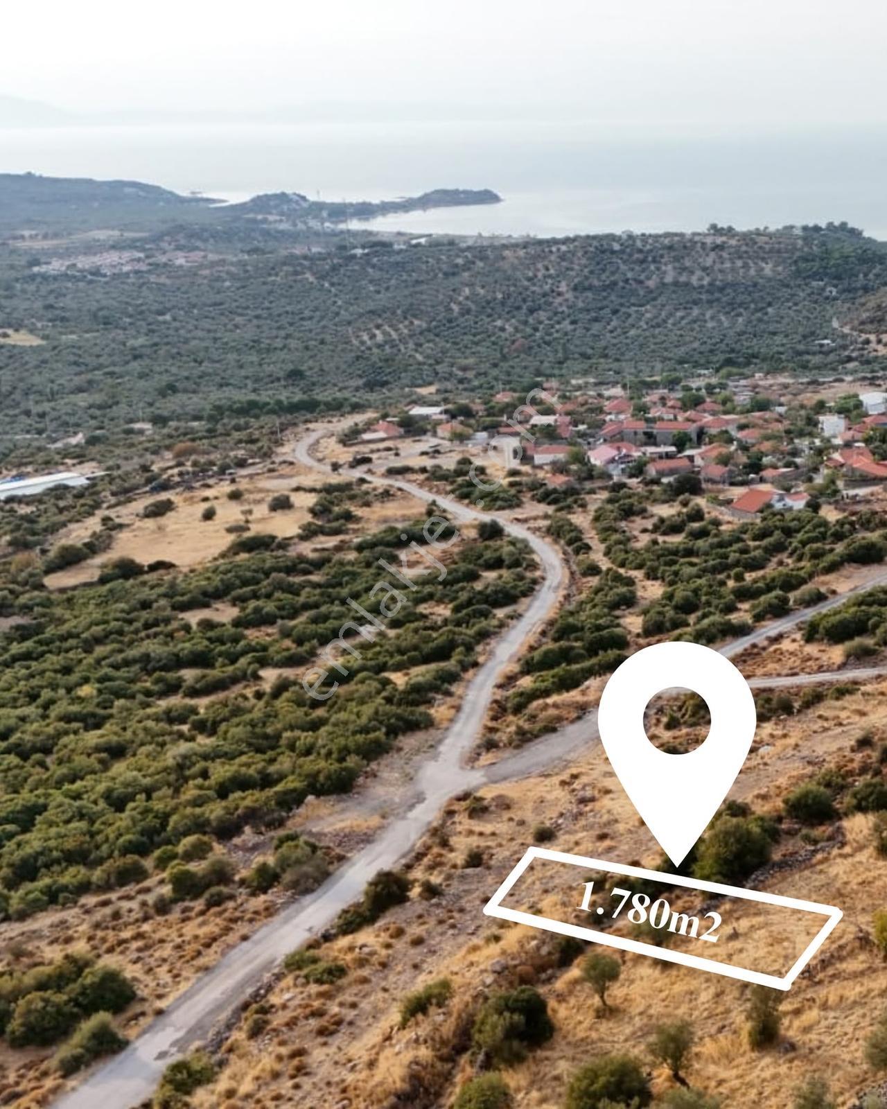 Yahşibeyde Bademliye Çok Yakın Fırsat Zeytinli Tarla — fotoğraf 3