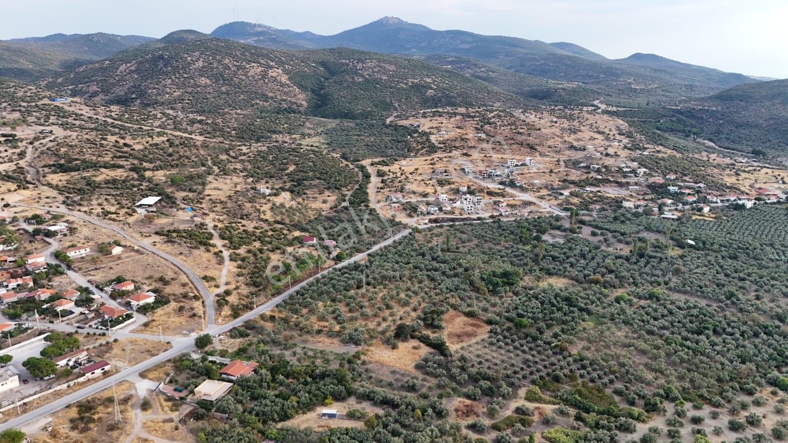 Yahşibeyde Bademliye Çok Yakın Fırsat Zeytinli Tarla — fotoğraf 7