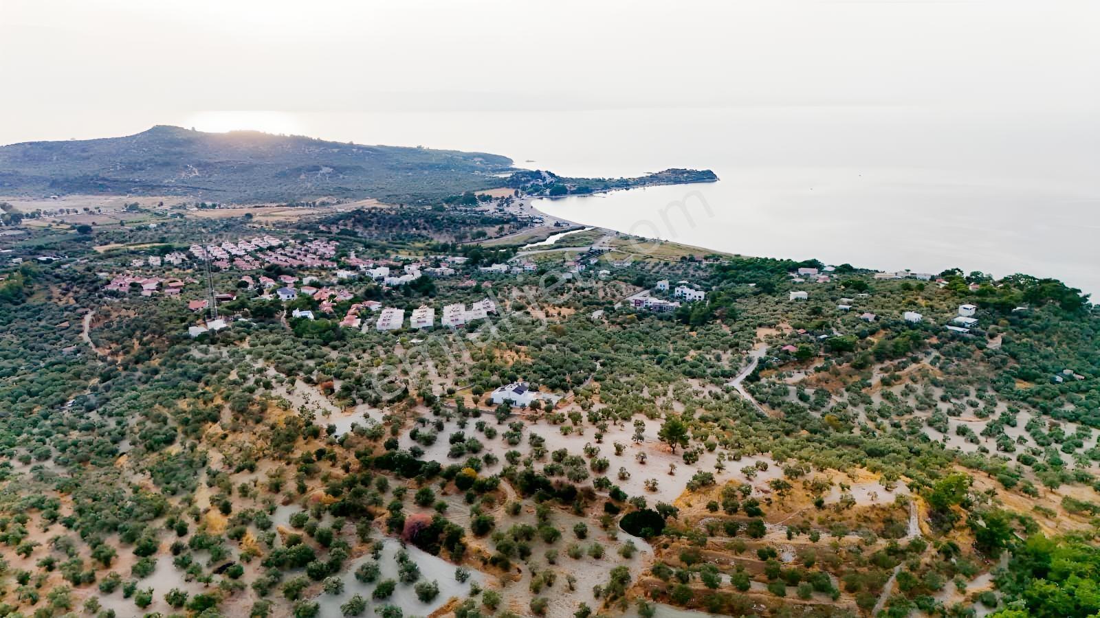 Yahşibeyde Bademliye Çok Yakın Fırsat Zeytinli Tarla — fotoğraf 8