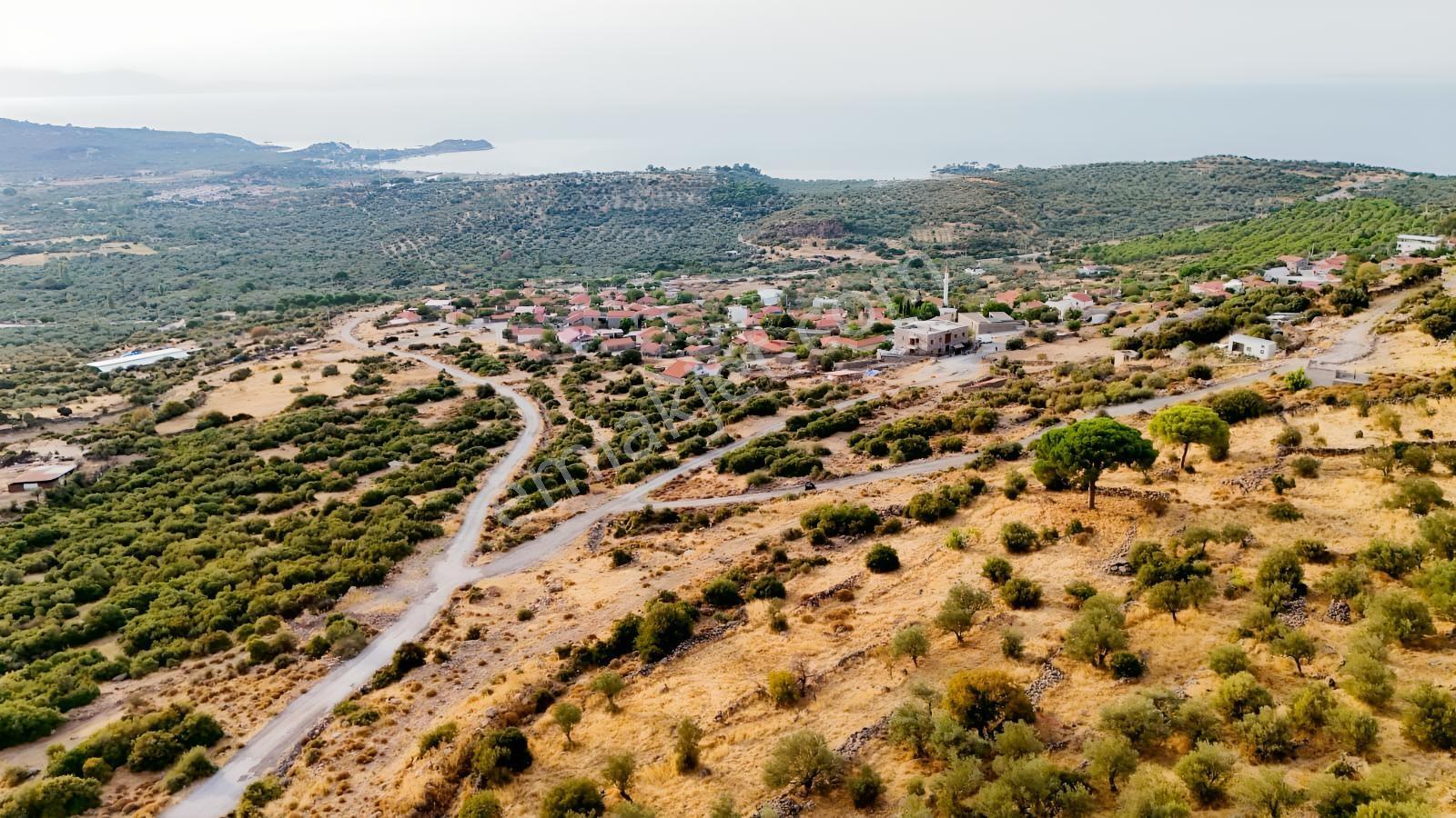Yahşibeyde Bademliye Çok Yakın Fırsat Zeytinli Tarla — fotoğraf 9