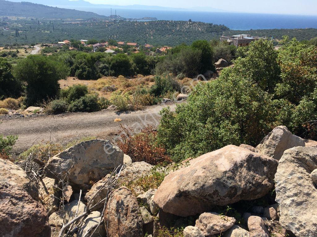 Yahşibeyde Bademliye Çok Yakın Fırsat Zeytinli Tarla — fotoğraf 10