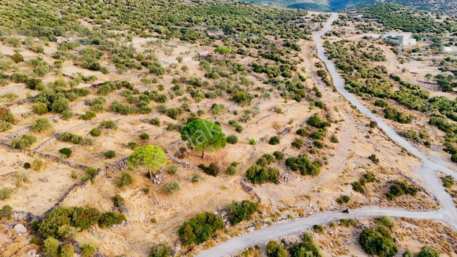 Yahşibeyde Bademliye Çok Yakın Fırsat Zeytinli Tarla — fotoğraf 12