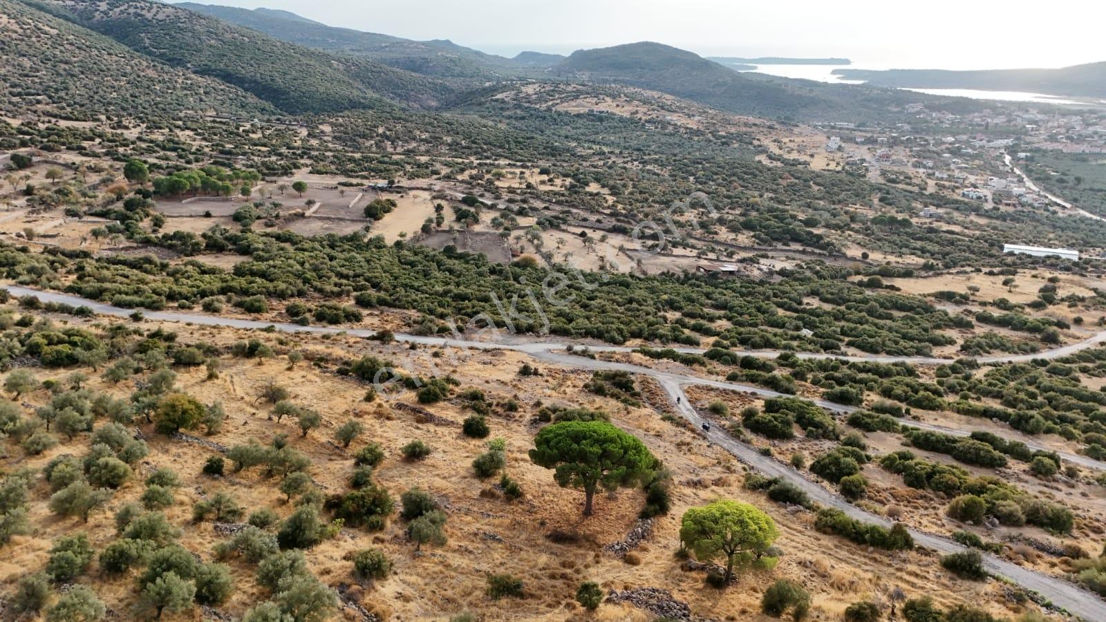 Yahşibeyde Bademliye Çok Yakın Fırsat Zeytinli Tarla — fotoğraf 13