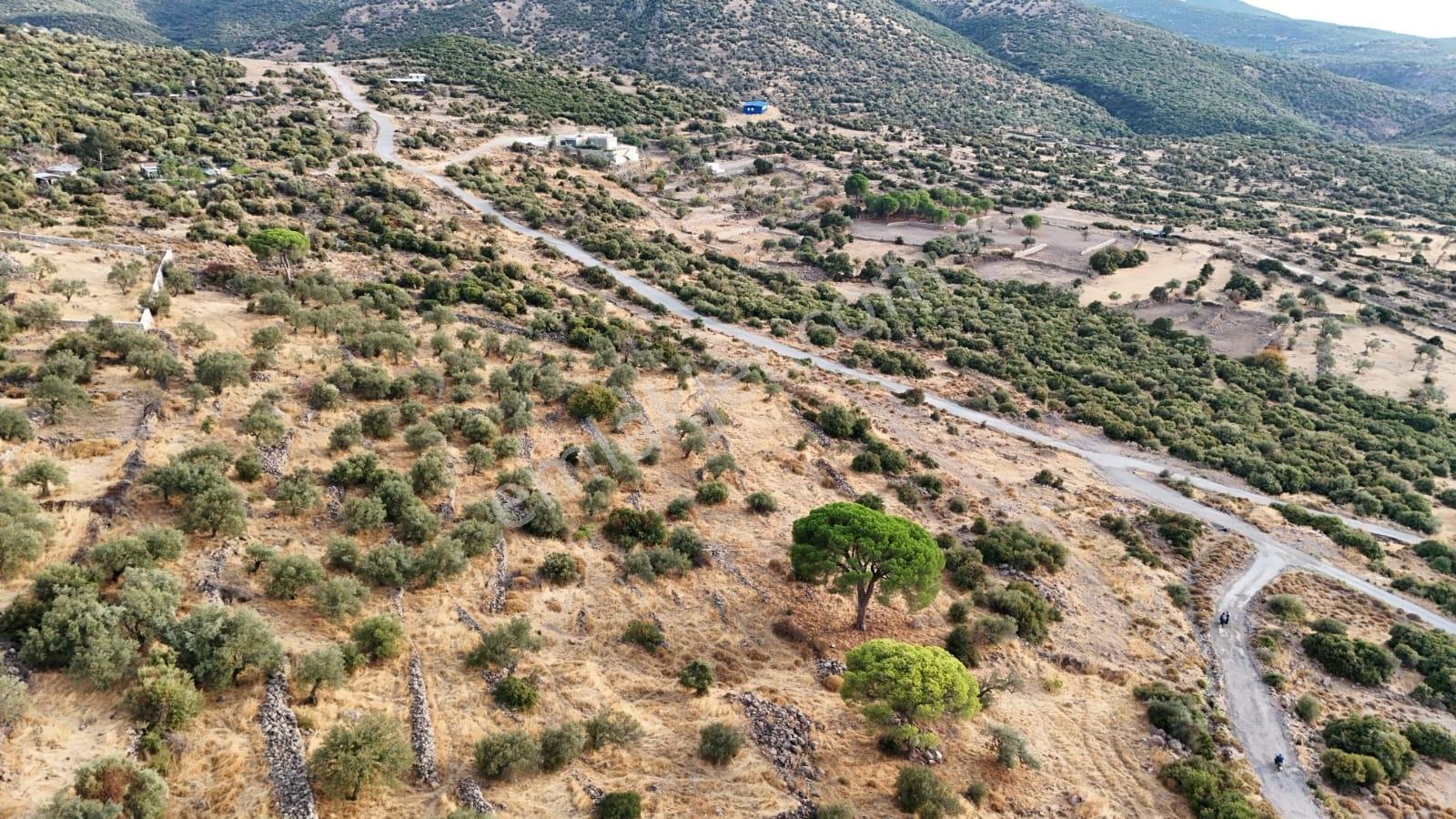 Yahşibeyde Bademliye Çok Yakın Fırsat Zeytinli Tarla — fotoğraf 14