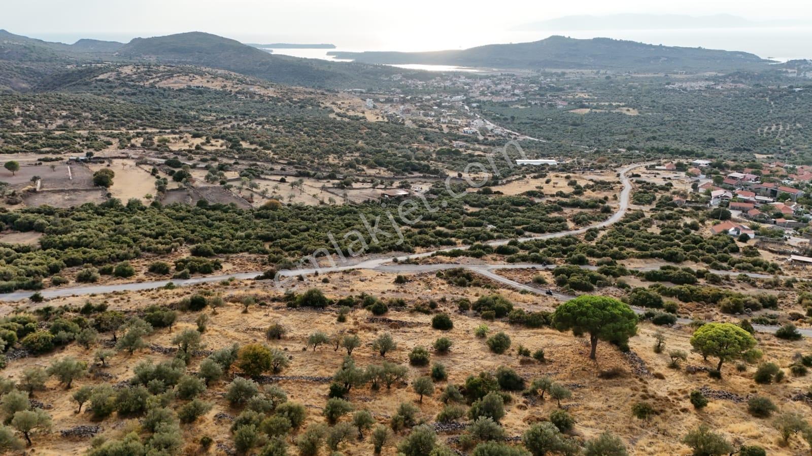 Yahşibeyde Bademliye Çok Yakın Fırsat Zeytinli Tarla — fotoğraf 15