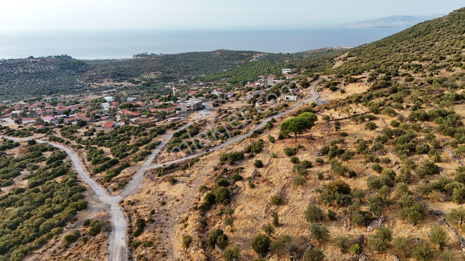 Yahşibeyde Bademliye Çok Yakın Fırsat Zeytinli Tarla — fotoğraf 16