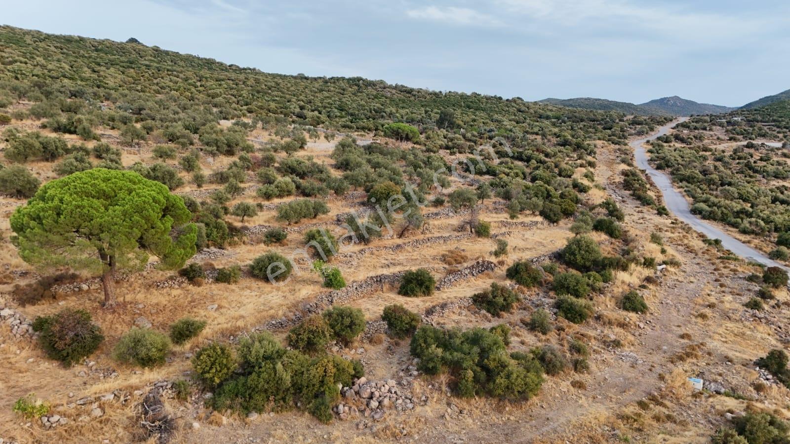 Yahşibeyde Bademliye Çok Yakın Fırsat Zeytinli Tarla — fotoğraf 17