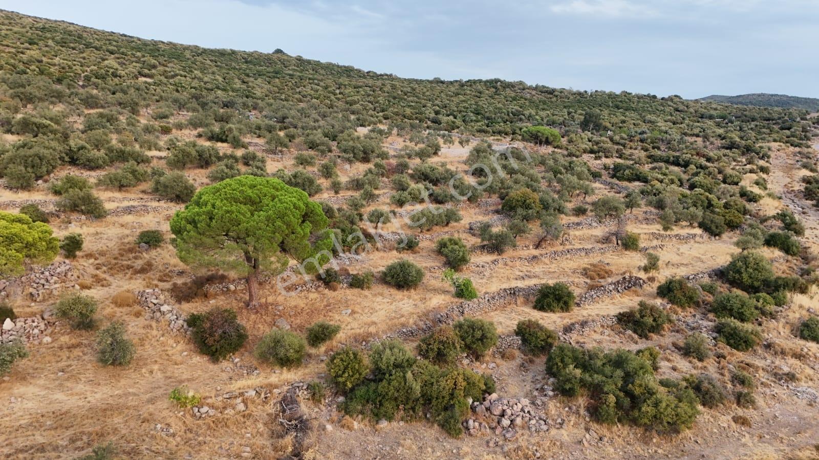 Yahşibeyde Bademliye Çok Yakın Fırsat Zeytinli Tarla — fotoğraf 18