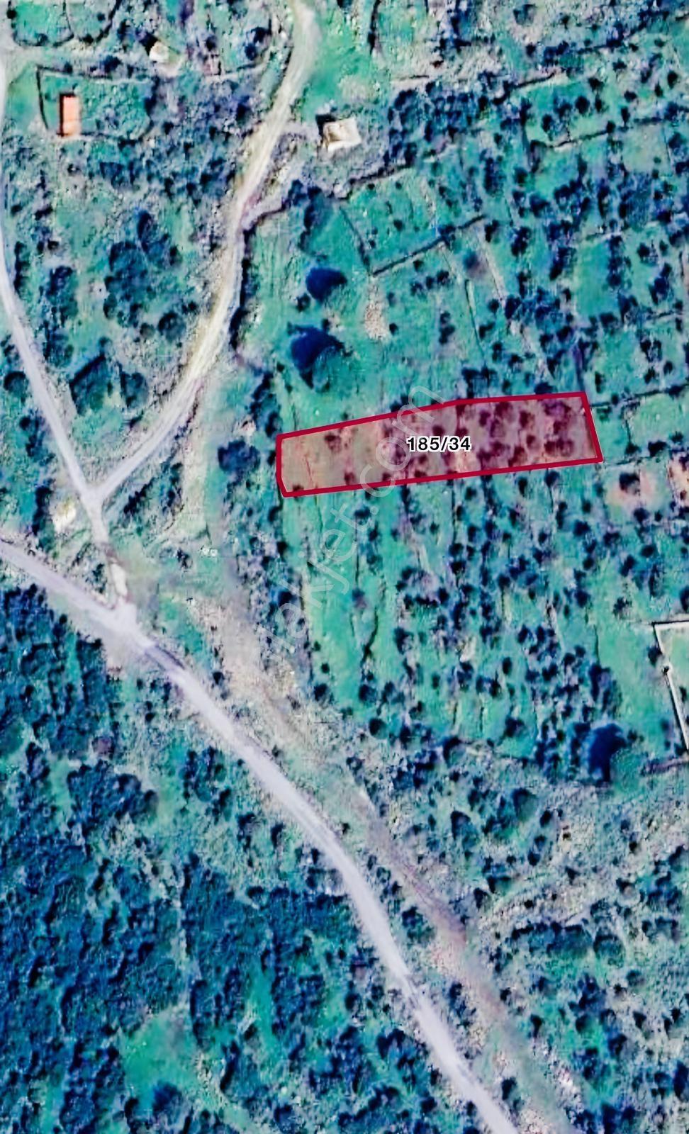 Yahşibeyde Bademliye Çok Yakın Fırsat Zeytinli Tarla — fotoğraf 20