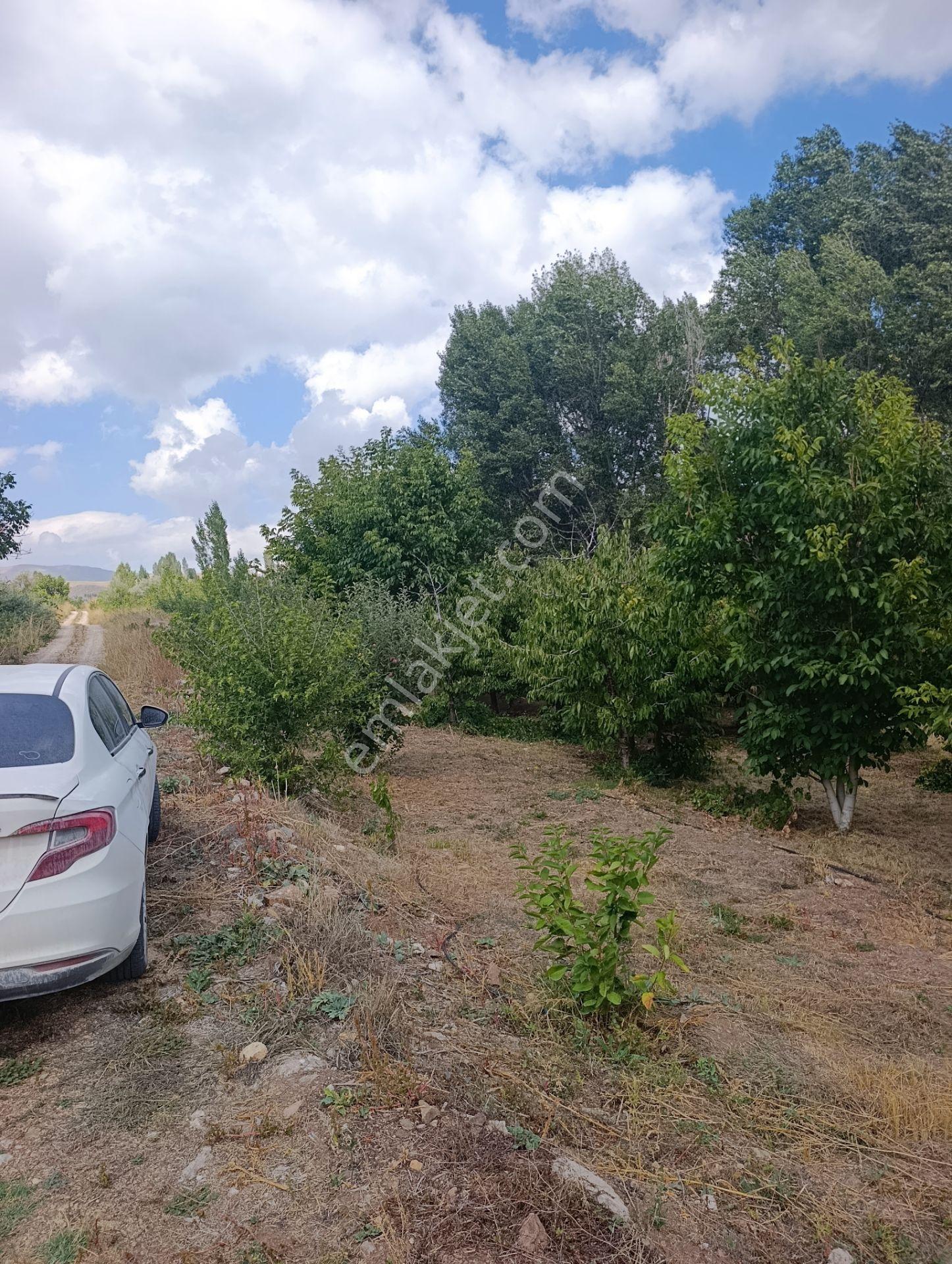 Celaller De Verimli Kiraz Bahçesi — fotoğraf 3