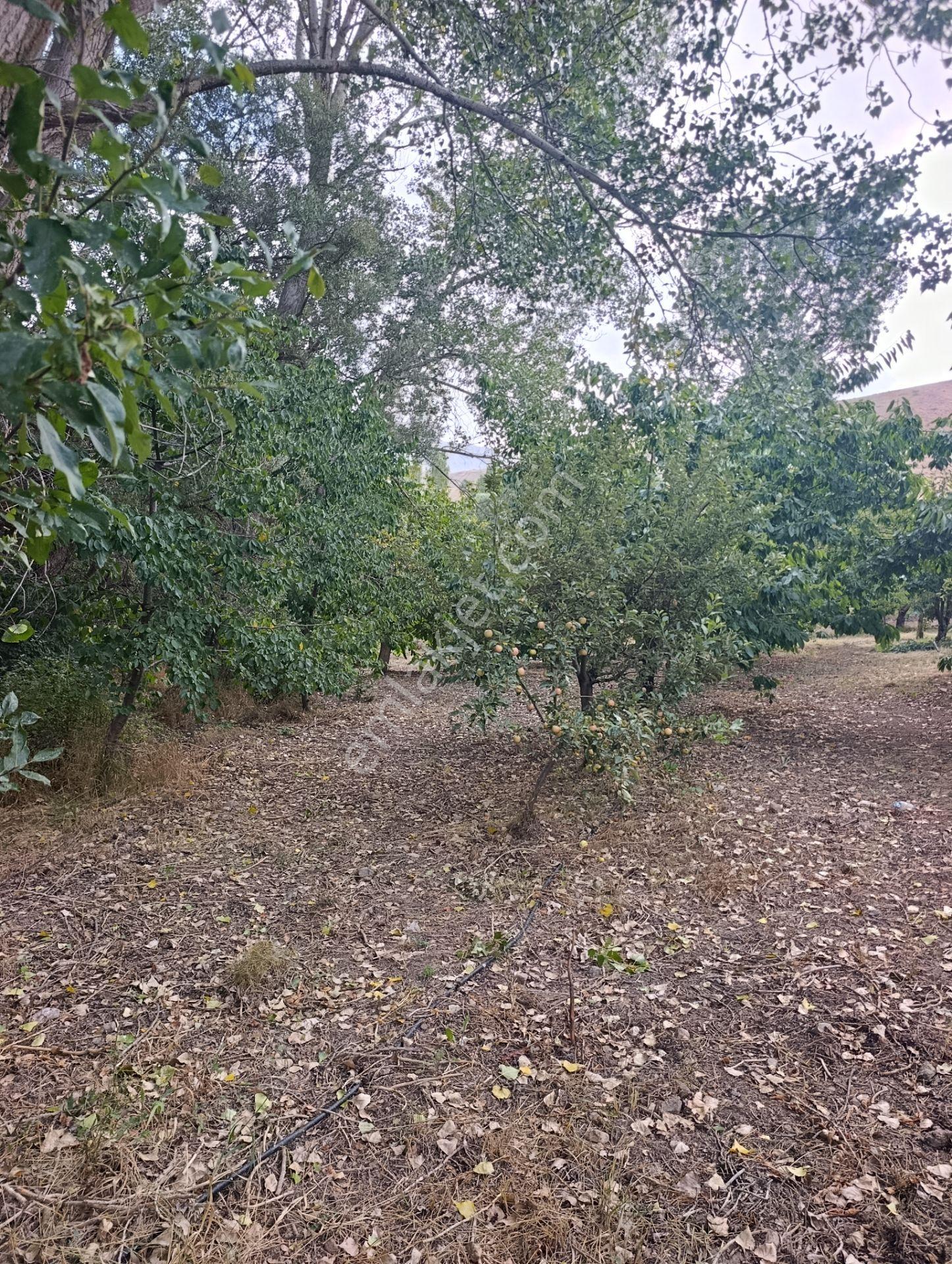 Celaller De Verimli Kiraz Bahçesi — fotoğraf 5
