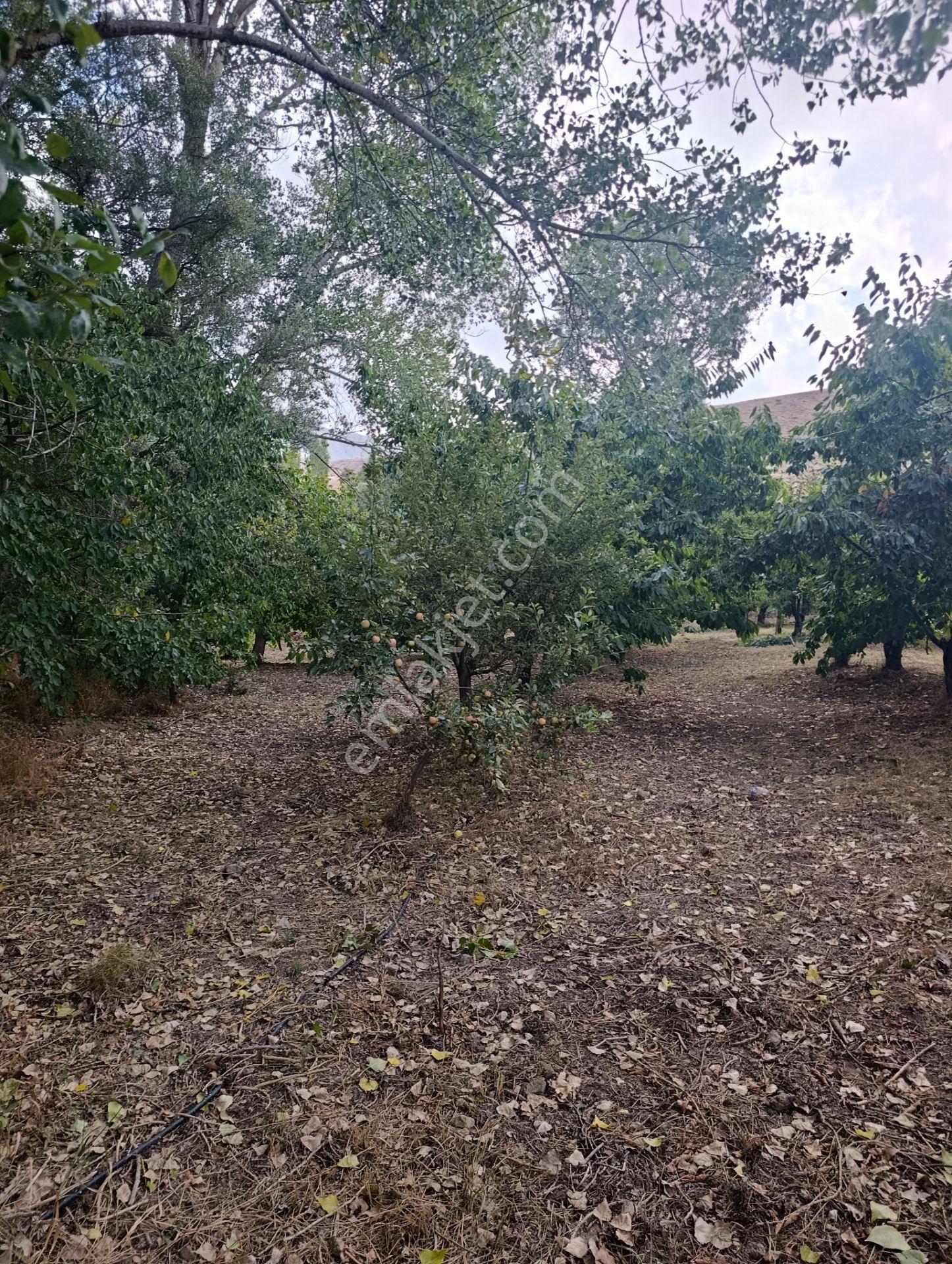 Celaller De Verimli Kiraz Bahçesi — fotoğraf 6