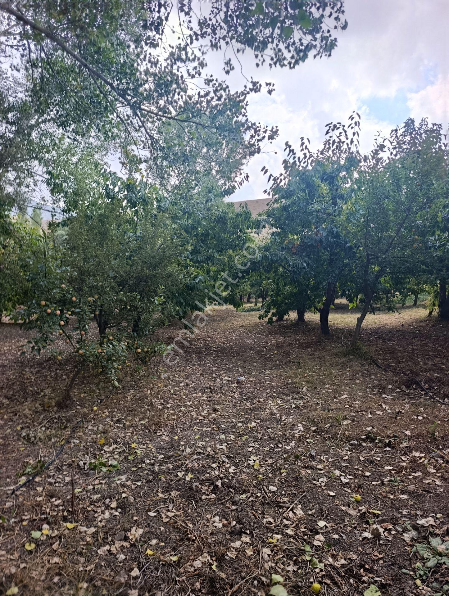 Celaller De Verimli Kiraz Bahçesi — fotoğraf 8