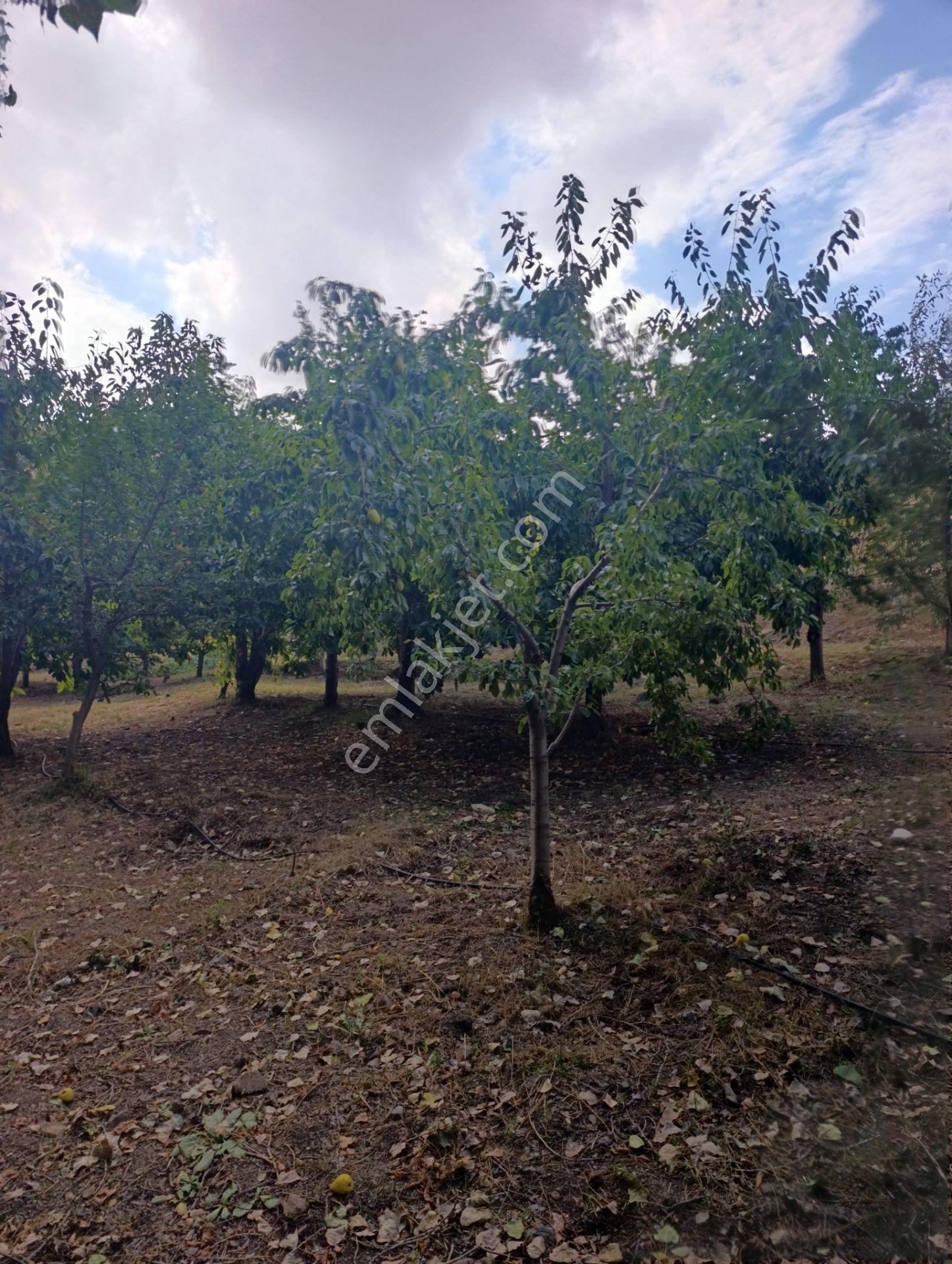 Celaller De Verimli Kiraz Bahçesi — fotoğraf 9