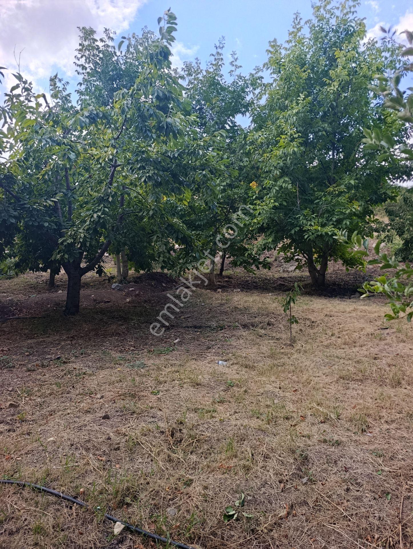 Celaller De Verimli Kiraz Bahçesi — fotoğraf 12