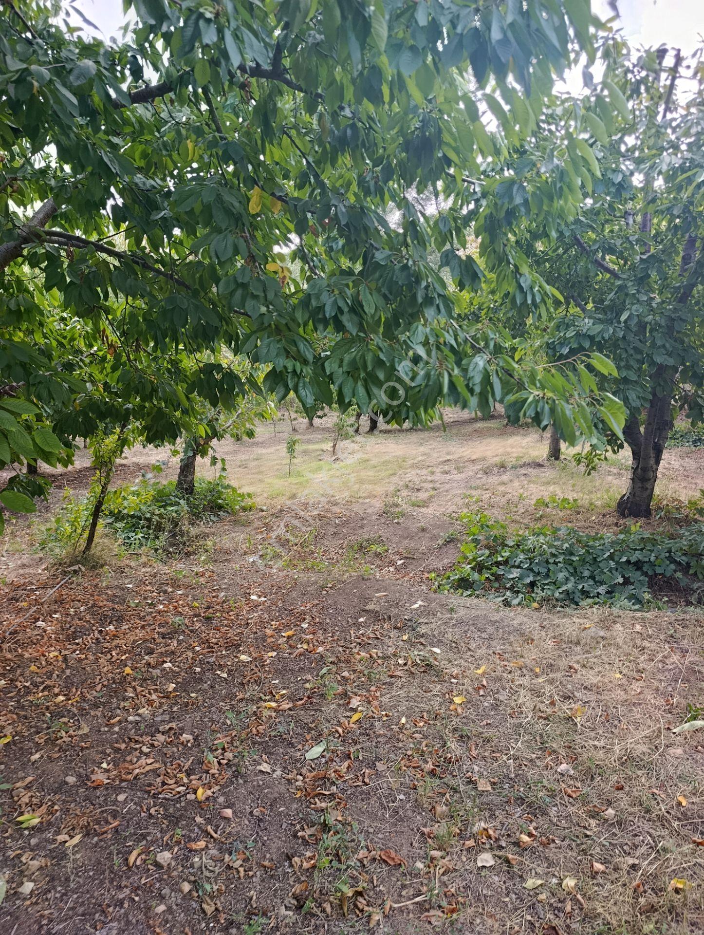 Celaller De Verimli Kiraz Bahçesi — fotoğraf 13
