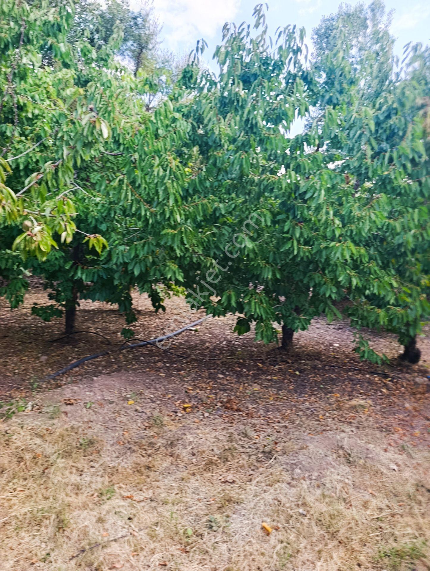 Celaller De Verimli Kiraz Bahçesi — fotoğraf 14