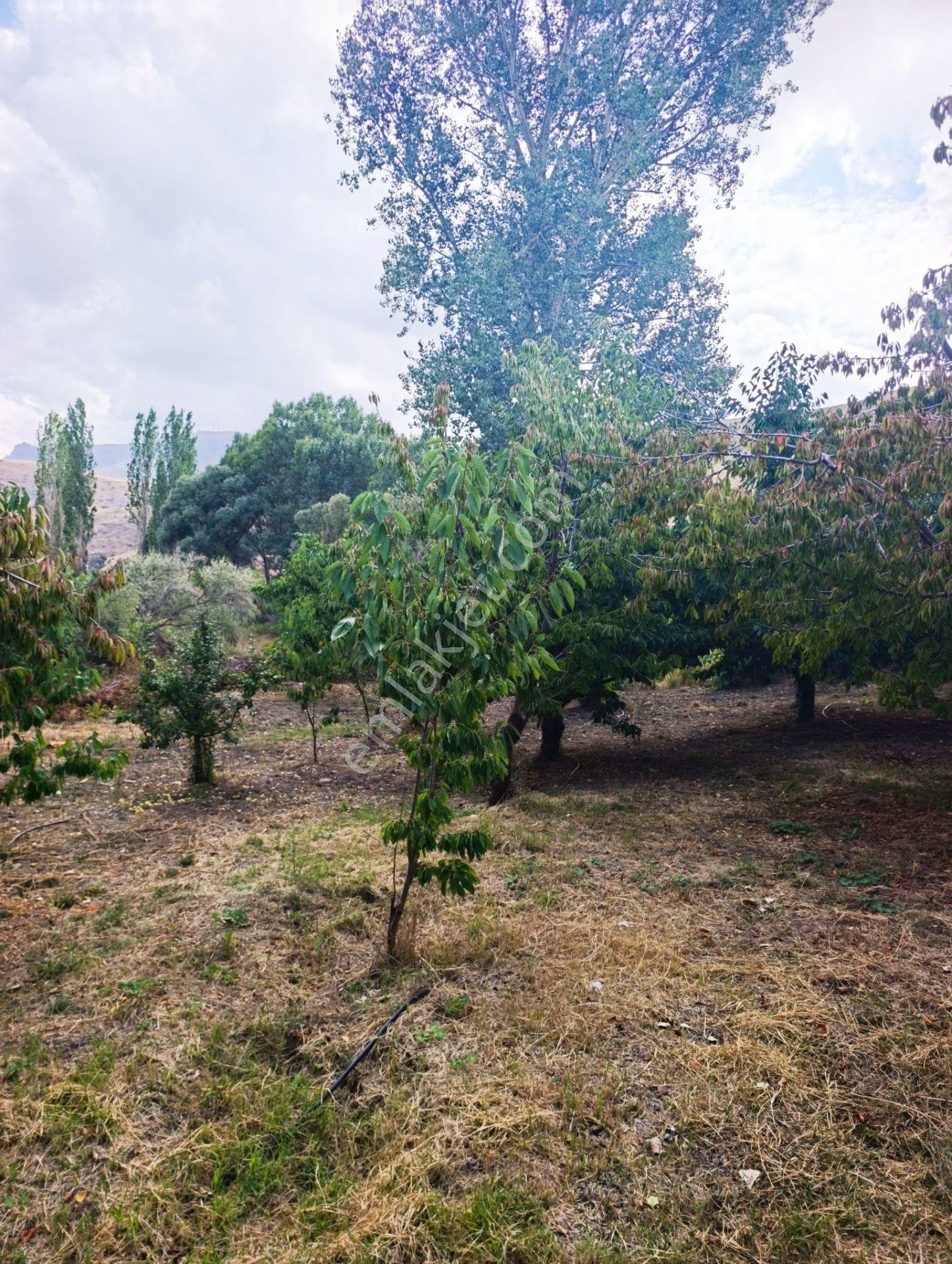 Celaller De Verimli Kiraz Bahçesi — fotoğraf 16