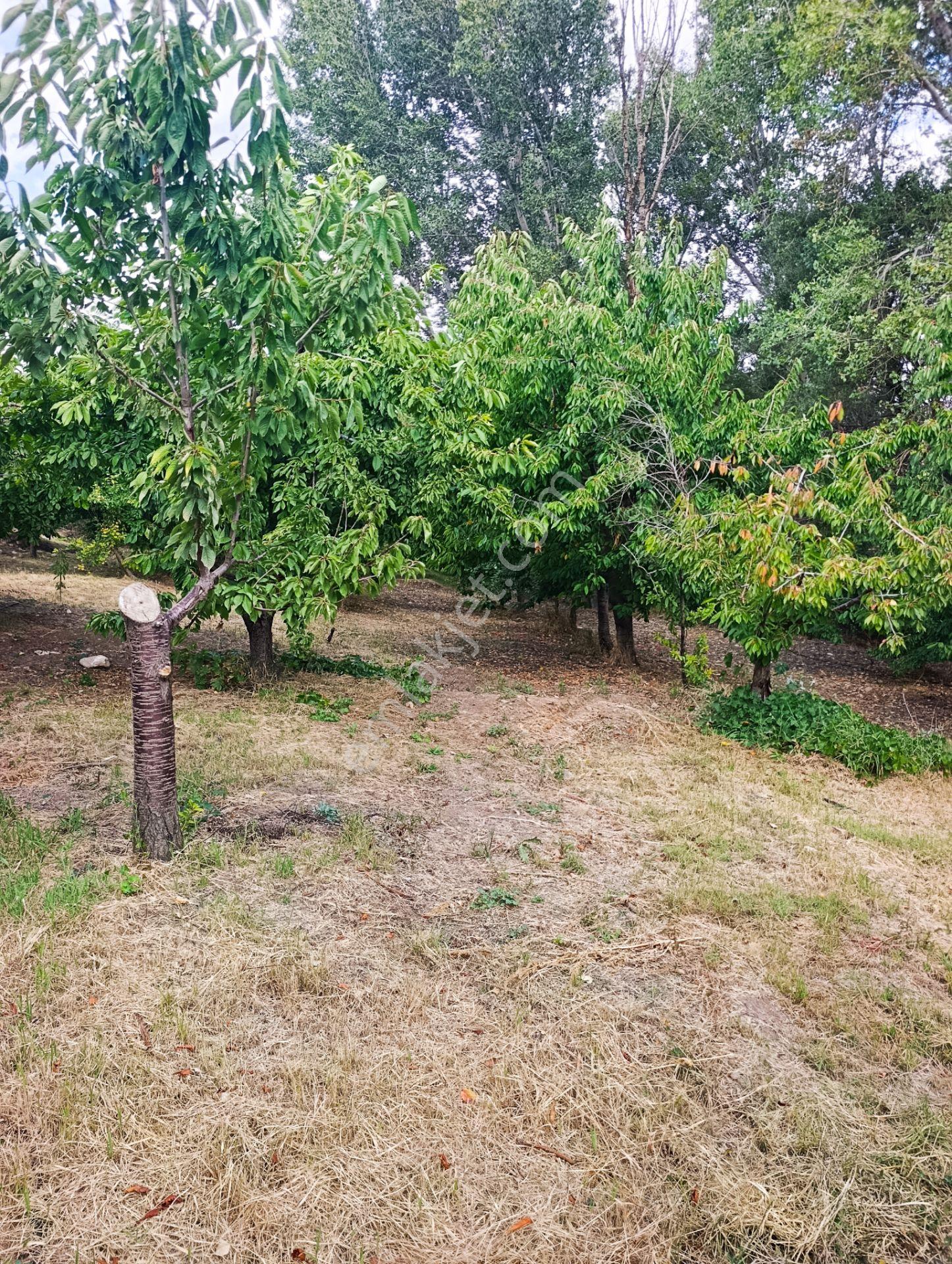 Celaller De Verimli Kiraz Bahçesi — fotoğraf 18