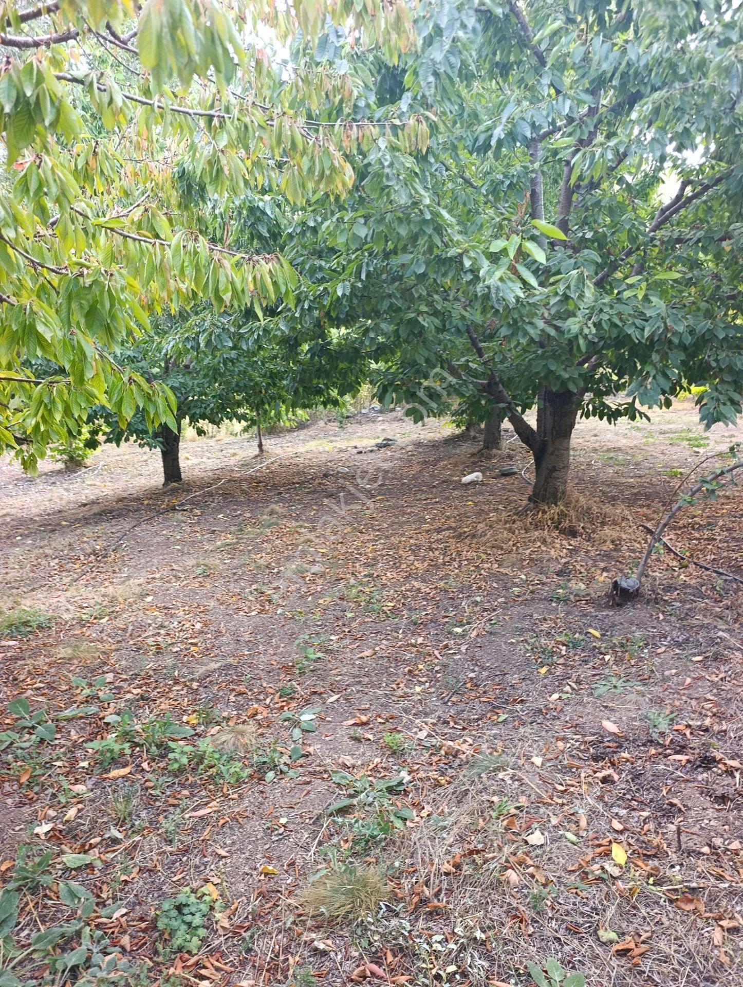 Celaller De Verimli Kiraz Bahçesi — fotoğraf 19