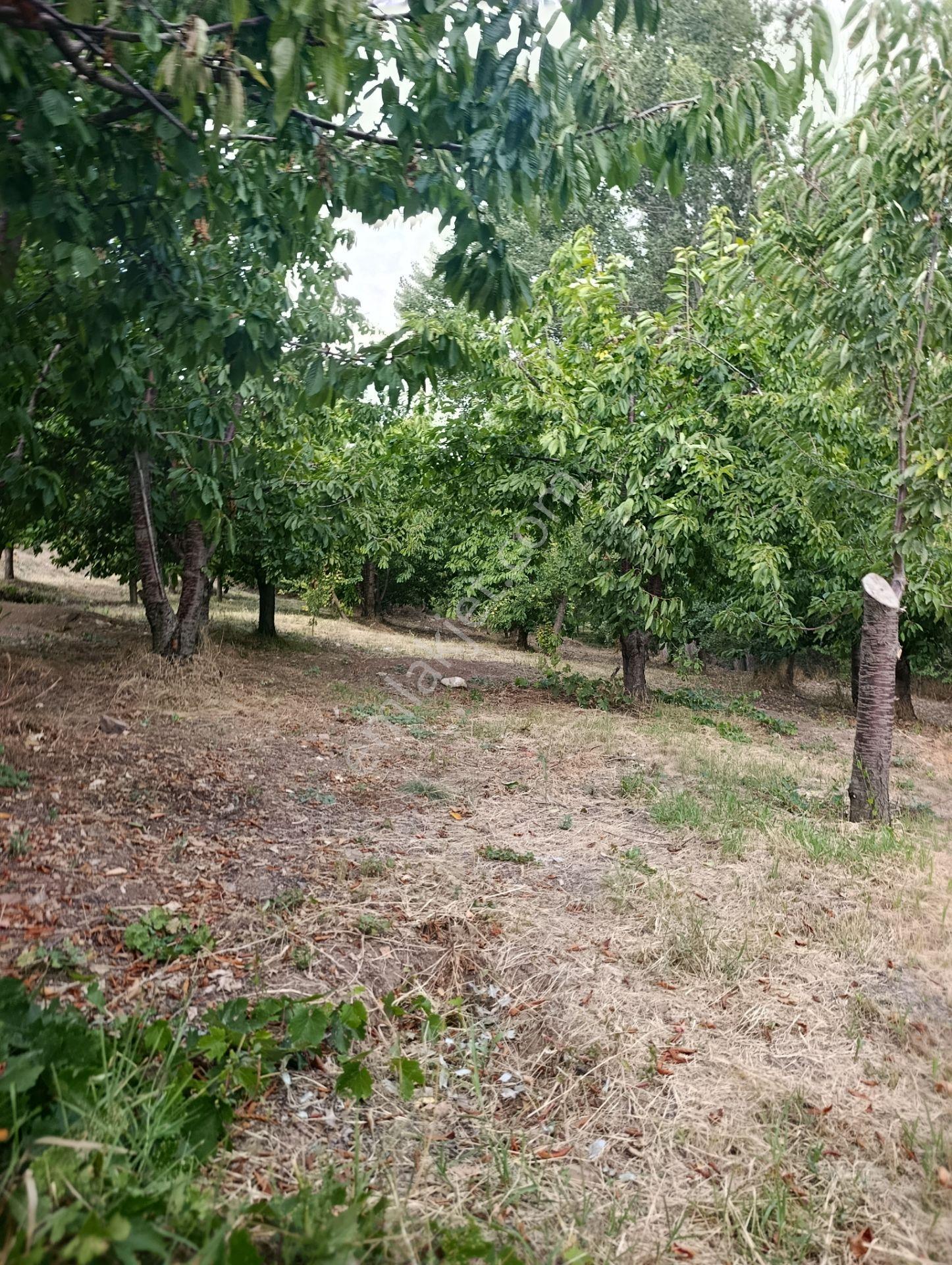 Celaller De Verimli Kiraz Bahçesi — fotoğraf 20
