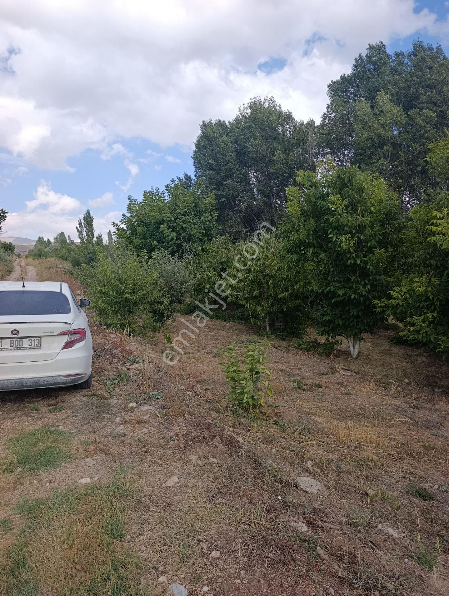 Celaller De Verimli Kiraz Bahçesi — fotoğraf 24