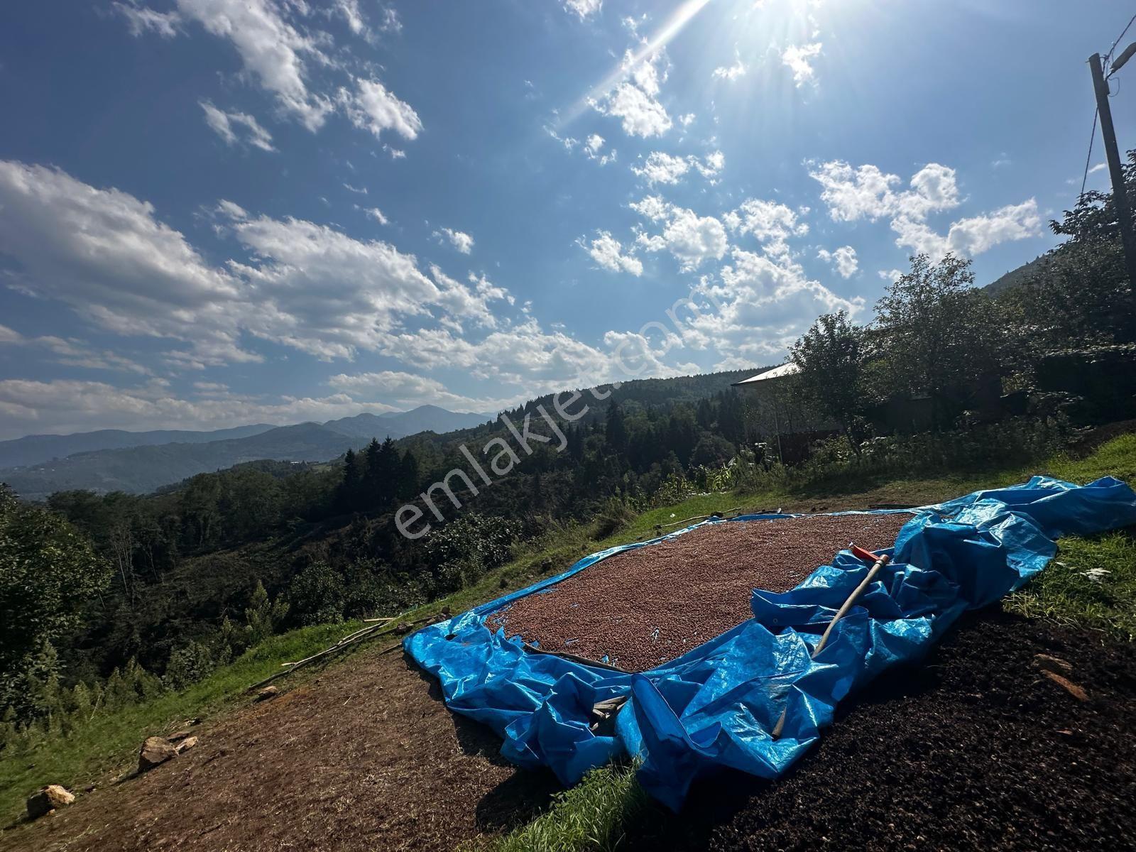 Trabzon Ortahisar Kamışlı'da Satılık Tarla — fotoğraf 12