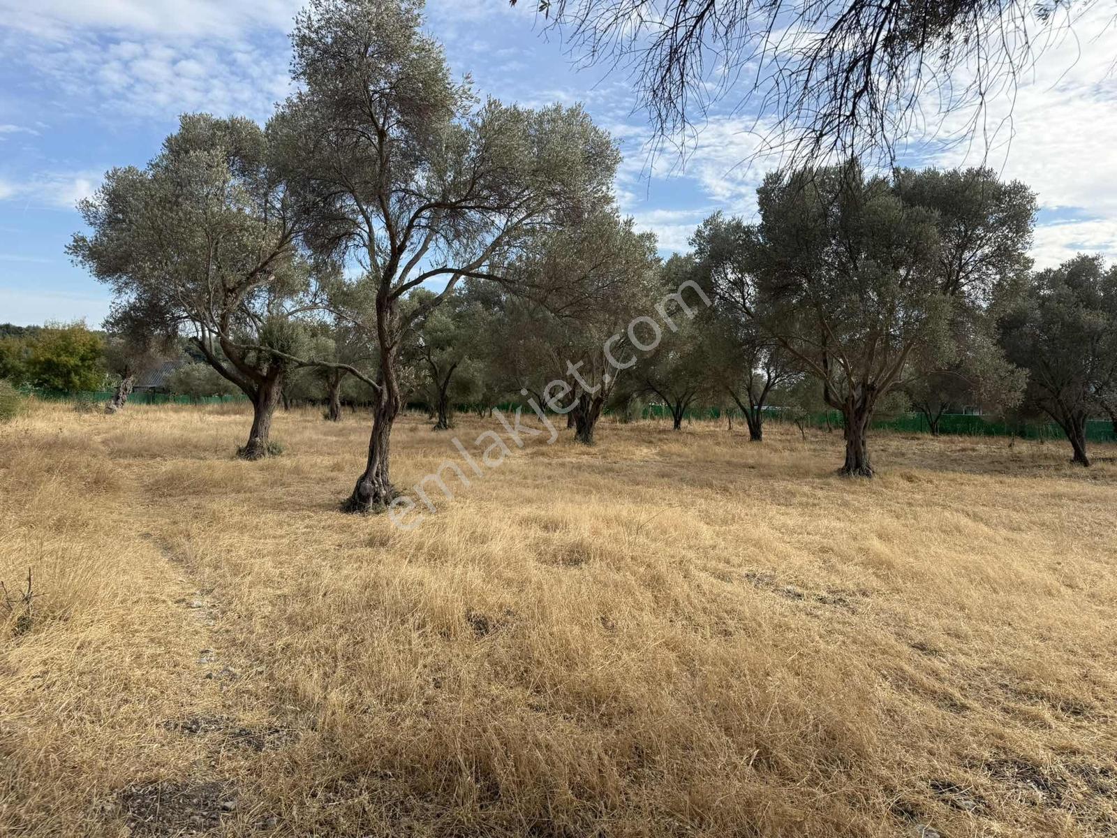 Urla Özbek Köyünde Yatırımlık Satılık Tarla — fotoğraf 3