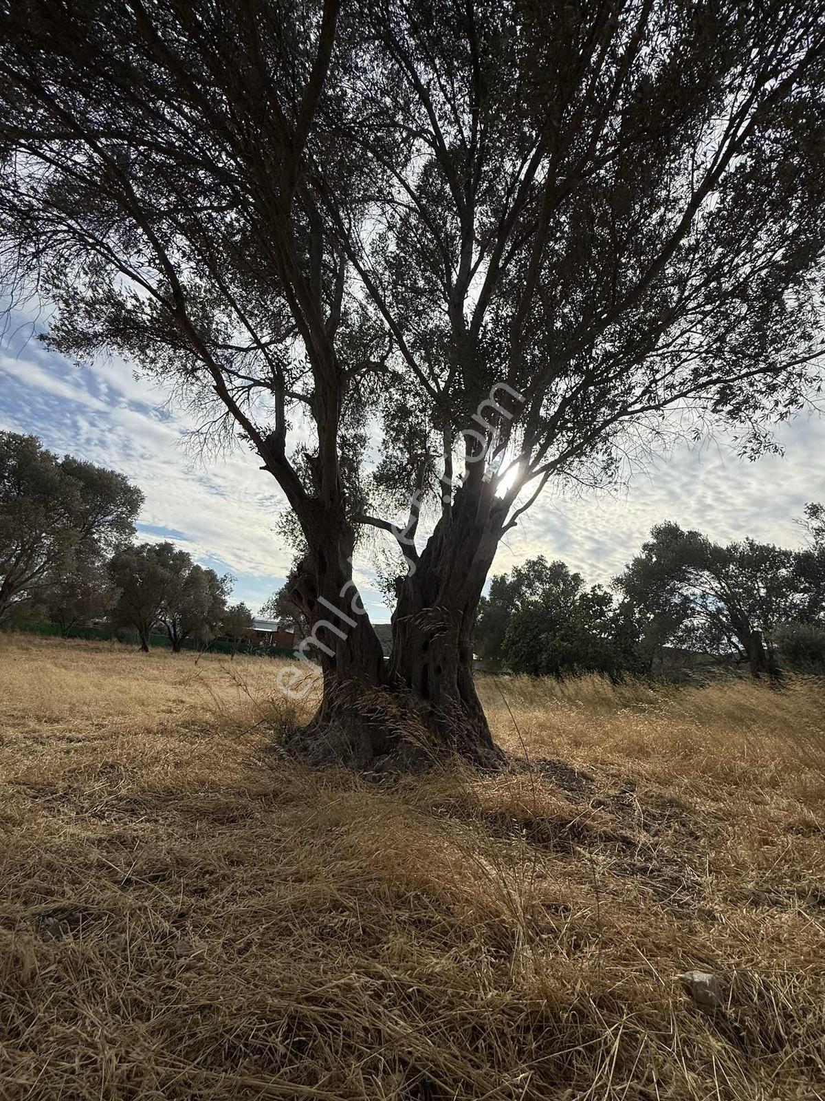 Urla Özbek Köyünde Yatırımlık Satılık Tarla — fotoğraf 4