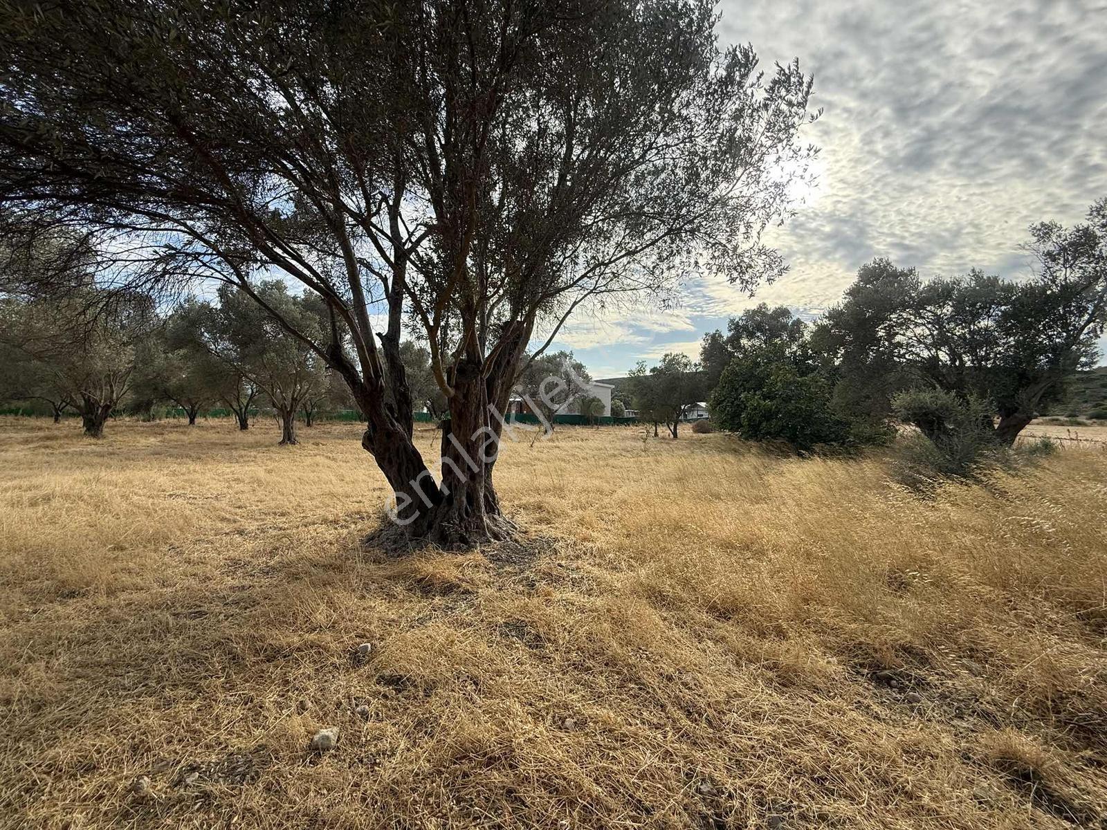 Urla Özbek Köyünde Yatırımlık Satılık Tarla — fotoğraf 6