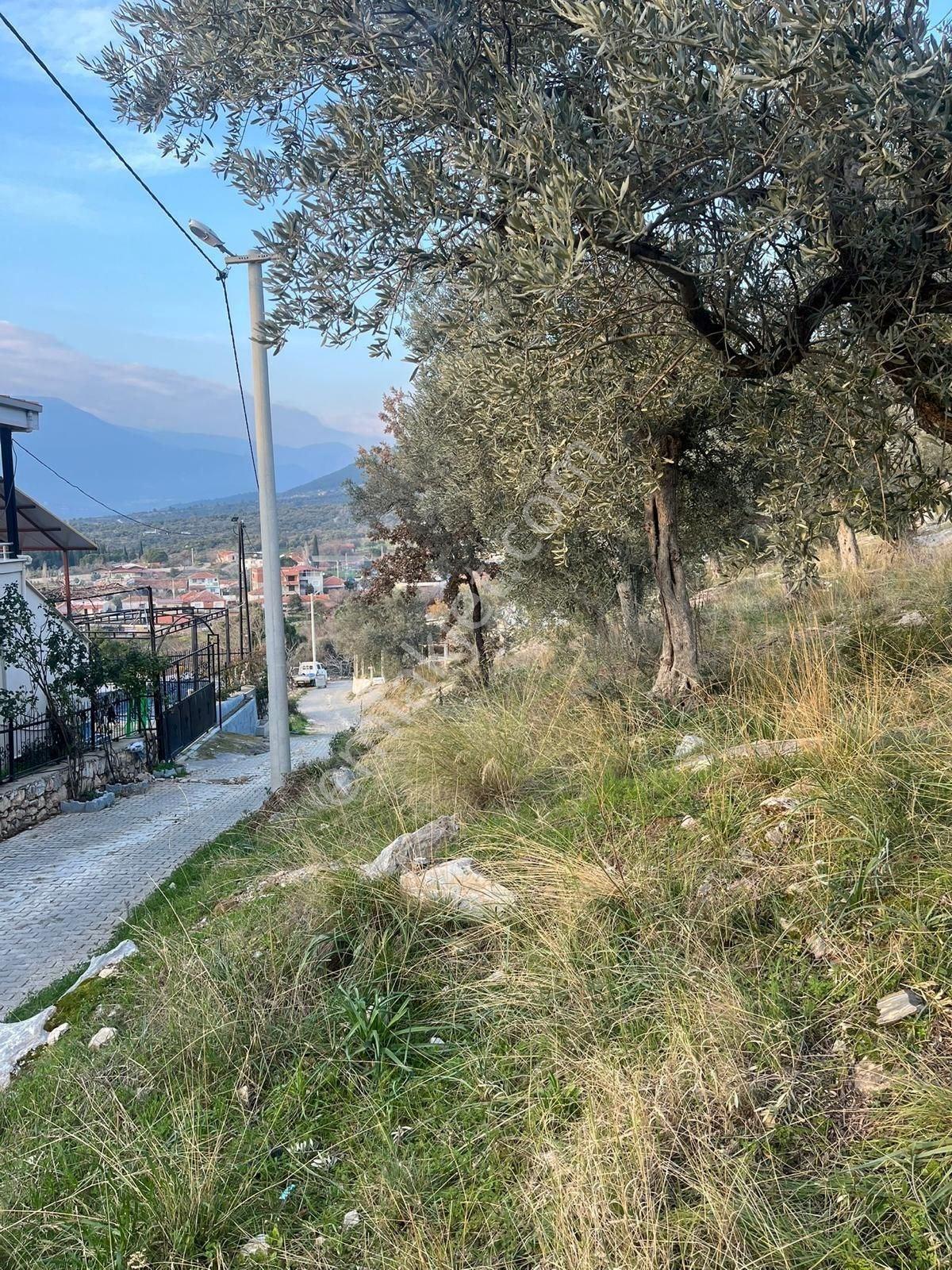 Torbalı Karakızlar Köyünde Manzaralı Yola Sıfır Satılık Zeytinlik — fotoğraf 20