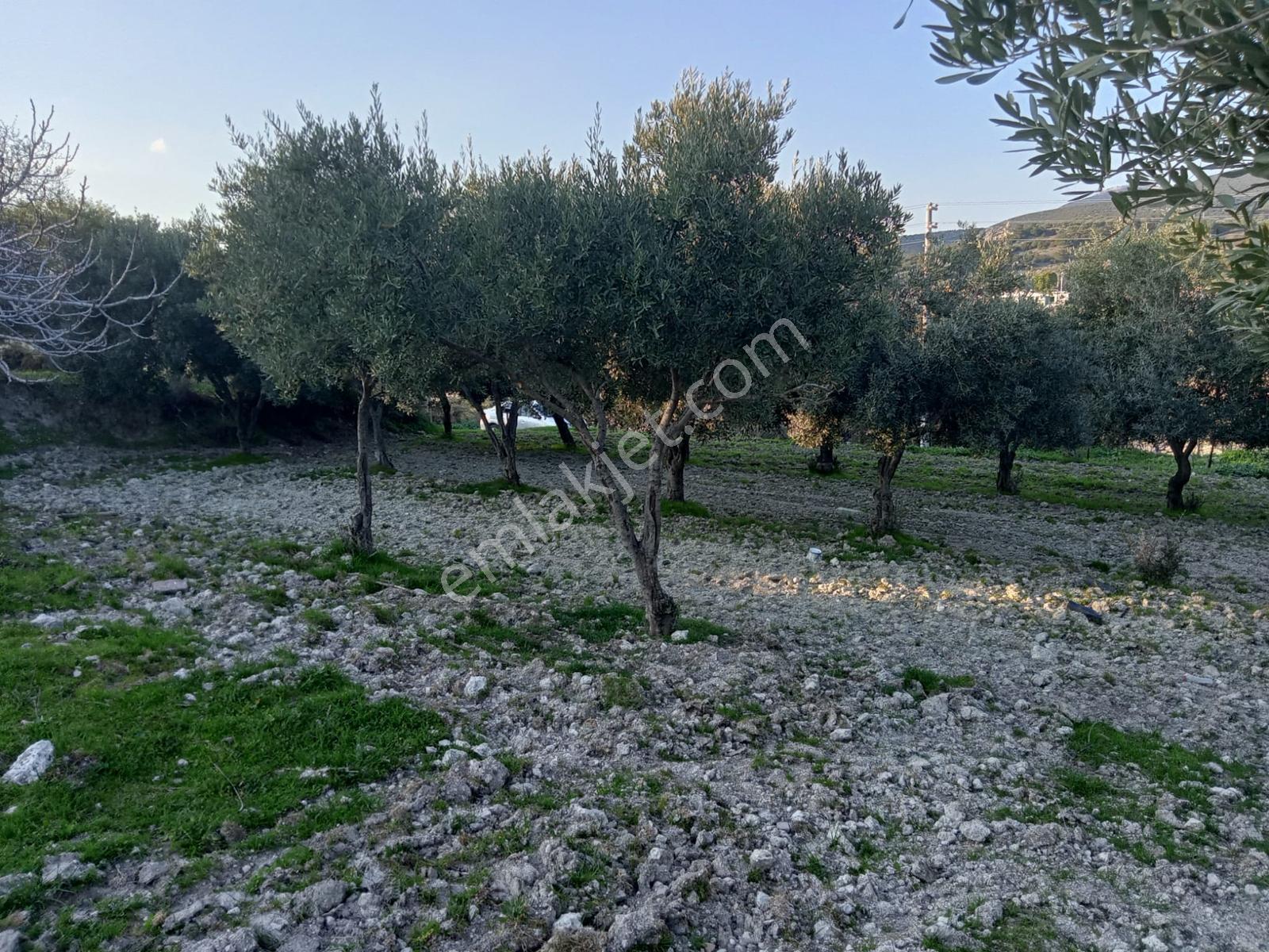 Uzun Emlak'tan Saruhanlı Çakmaklı'da İmarlı Arsa — fotoğraf 6