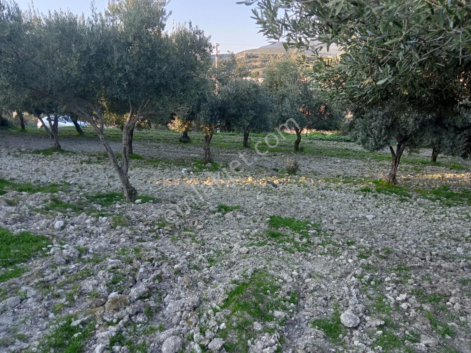 Uzun Emlak'tan Saruhanlı Çakmaklı'da İmarlı Arsa — fotoğraf 13