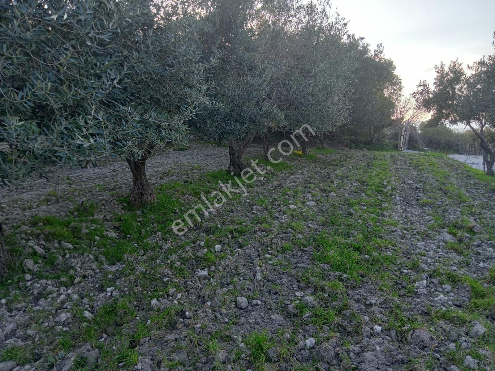Uzun Emlak'tan Saruhanlı Çakmaklı'da İmarlı Arsa — fotoğraf 15