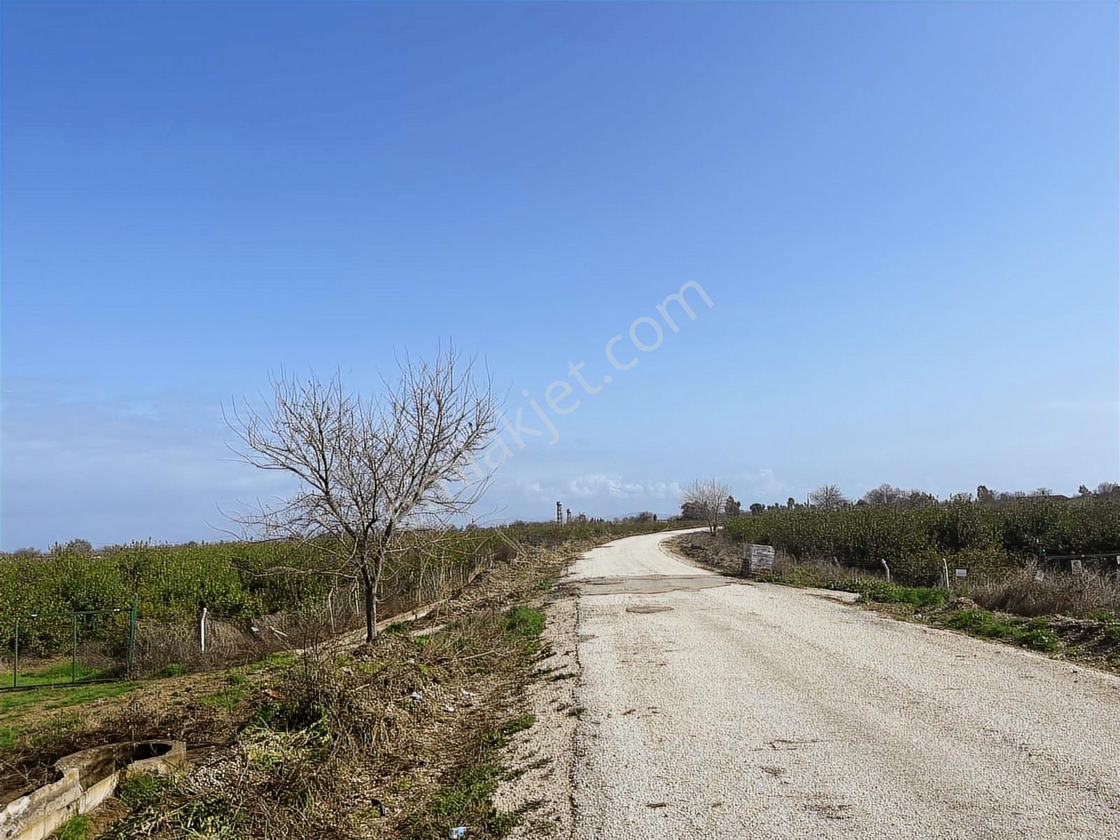 Ceyhan İnceyer Köyü Birinci Sınıf Sulu Asvalt Kenarı Satılık Ta. — fotoğraf 8