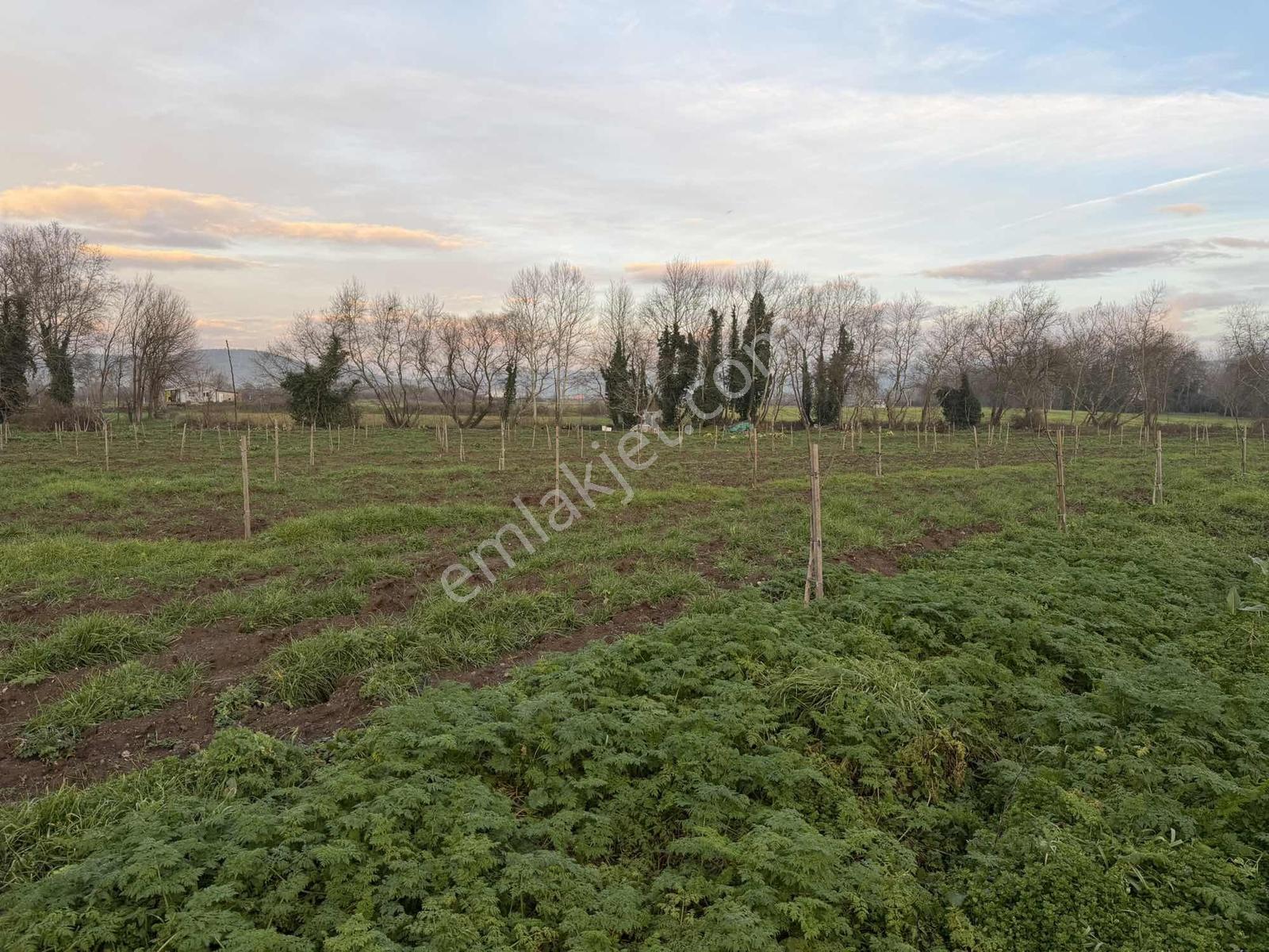 Emlak Team-çanakkale Çan Terzialan Köyünde 6927 M2 Satılık Tarla