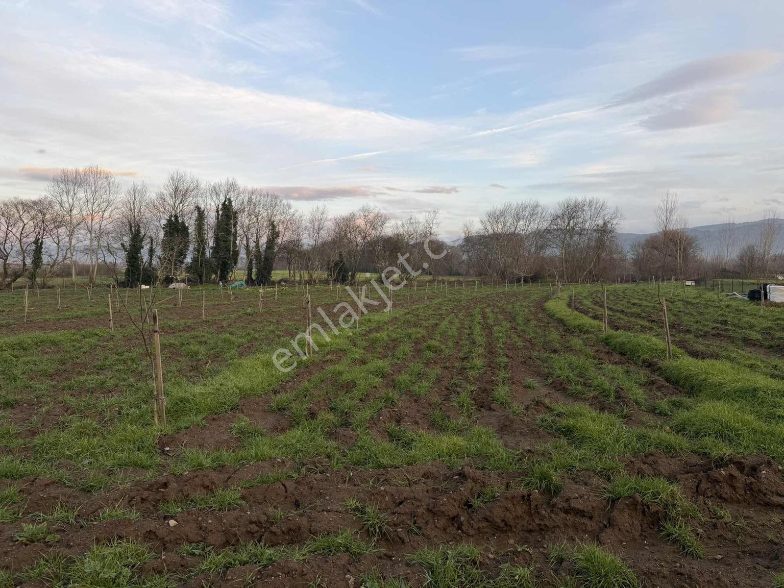 Emlak Team-çanakkale Çan Terzialan Köyünde 6927 M2 Satılık Tarla — fotoğraf 3