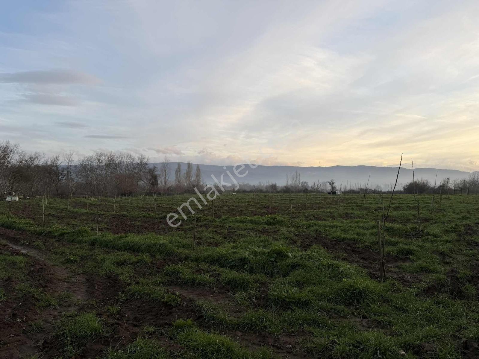 Emlak Team-çanakkale Çan Terzialan Köyünde 6927 M2 Satılık Tarla — fotoğraf 7