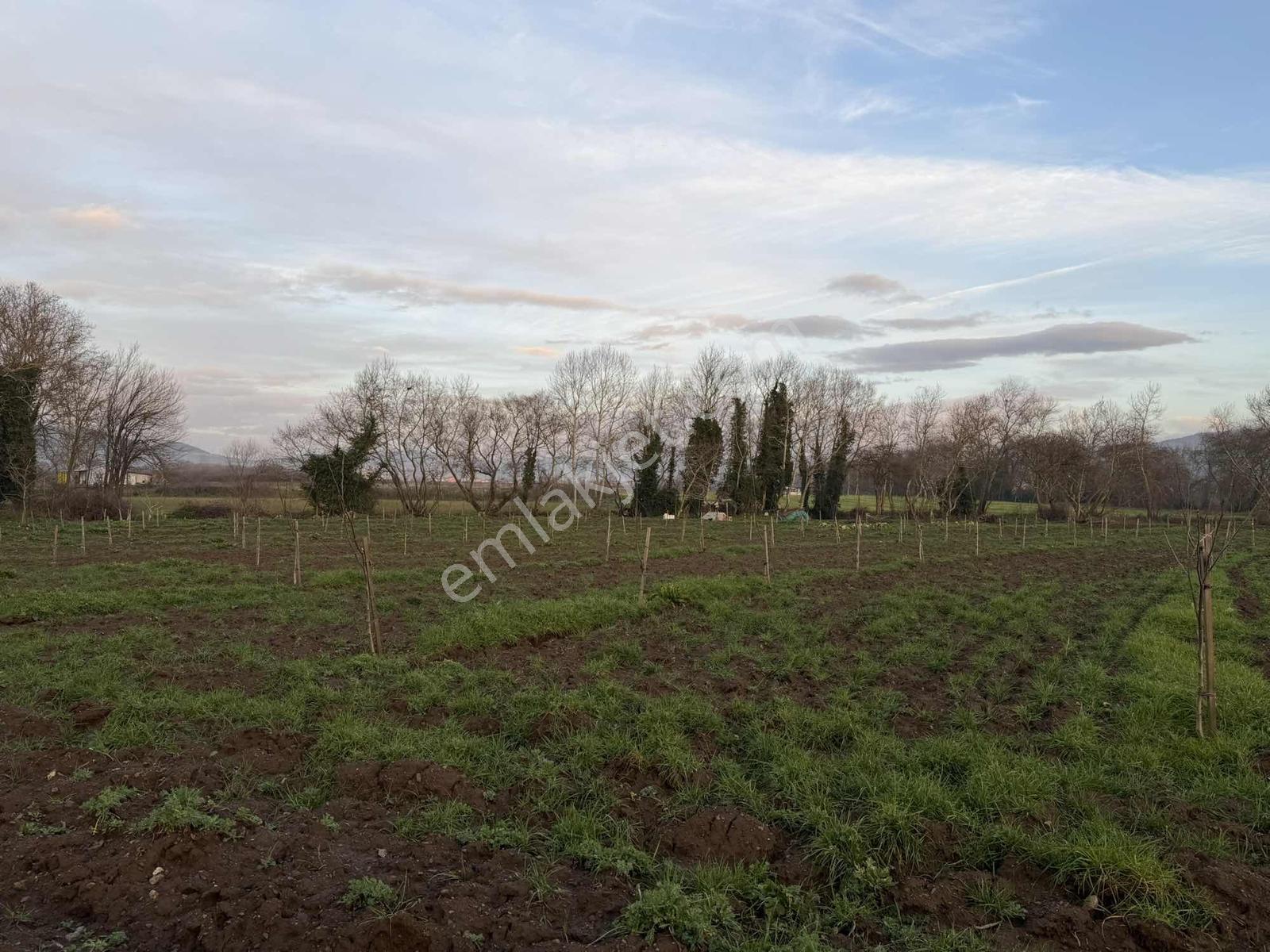 Emlak Team-çanakkale Çan Terzialan Köyünde 6927 M2 Satılık Tarla — fotoğraf 17
