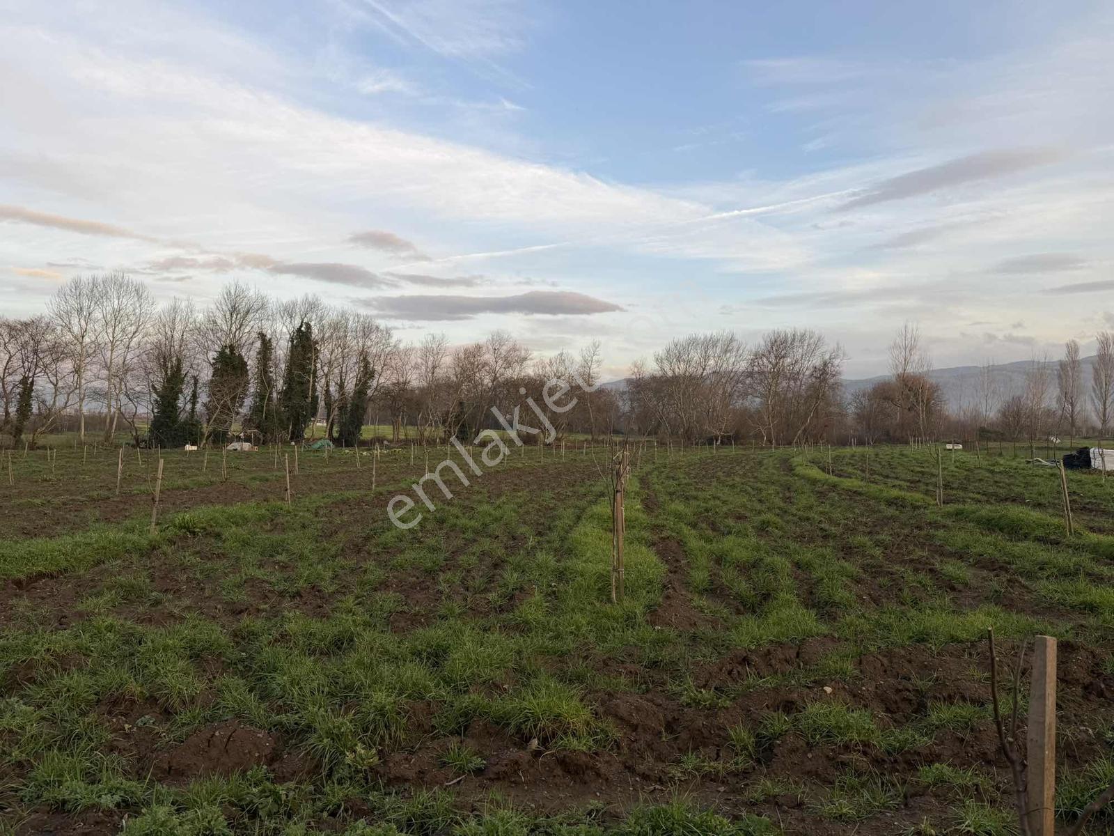 Emlak Team-çanakkale Çan Terzialan Köyünde 6927 M2 Satılık Tarla — fotoğraf 18