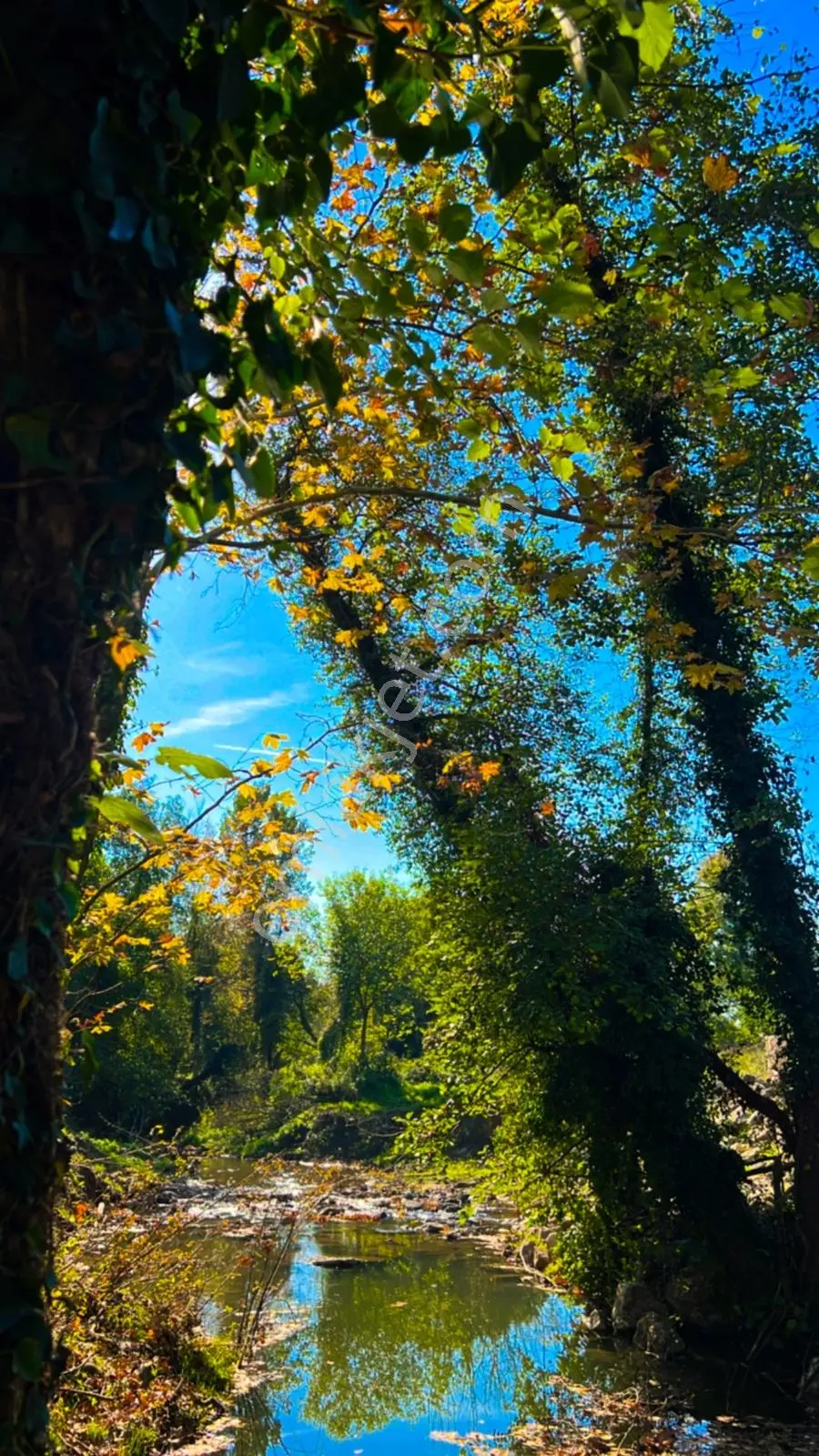 Doğa Harikası Ormana Cephe, Akarsu Yakınında Arsa Tapulu Parsel — fotoğraf 2