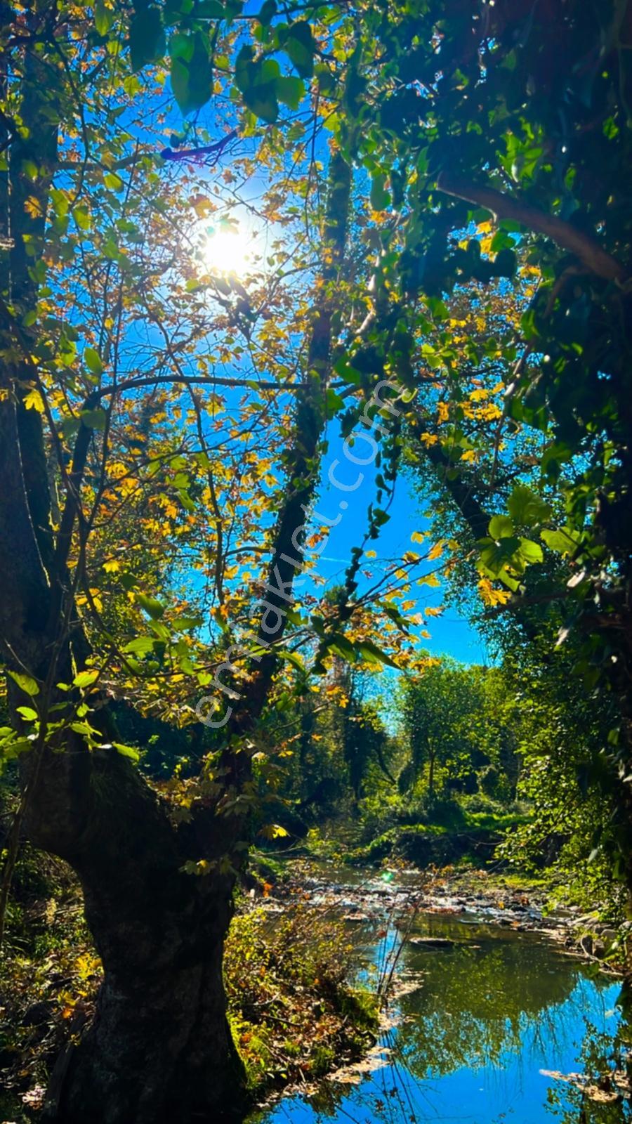 Doğa Harikası Ormana Cephe, Akarsu Yakınında Arsa Tapulu Parsel — fotoğraf 3