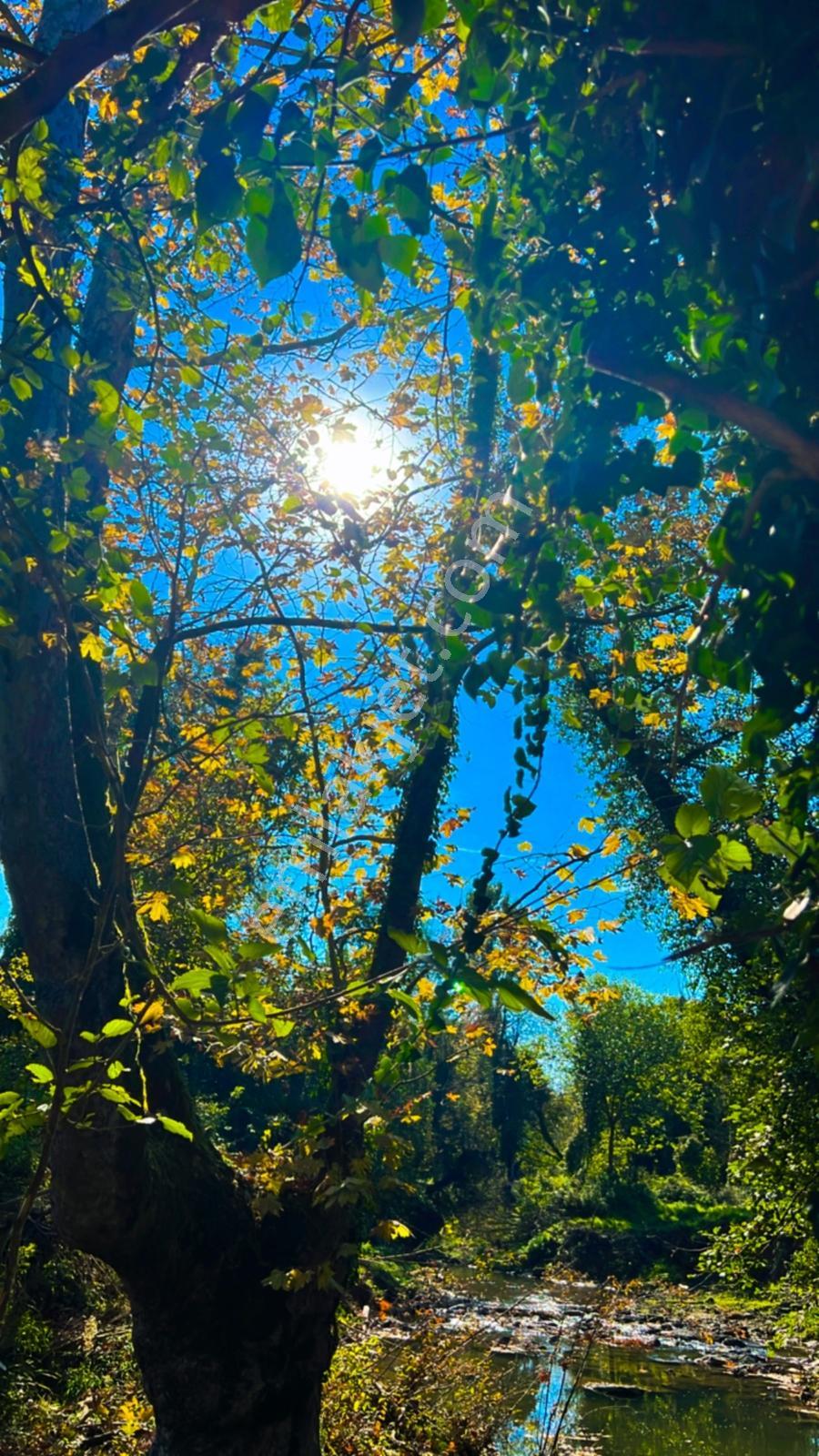 Doğa Harikası Ormana Cephe, Akarsu Yakınında Arsa Tapulu Parsel — fotoğraf 5
